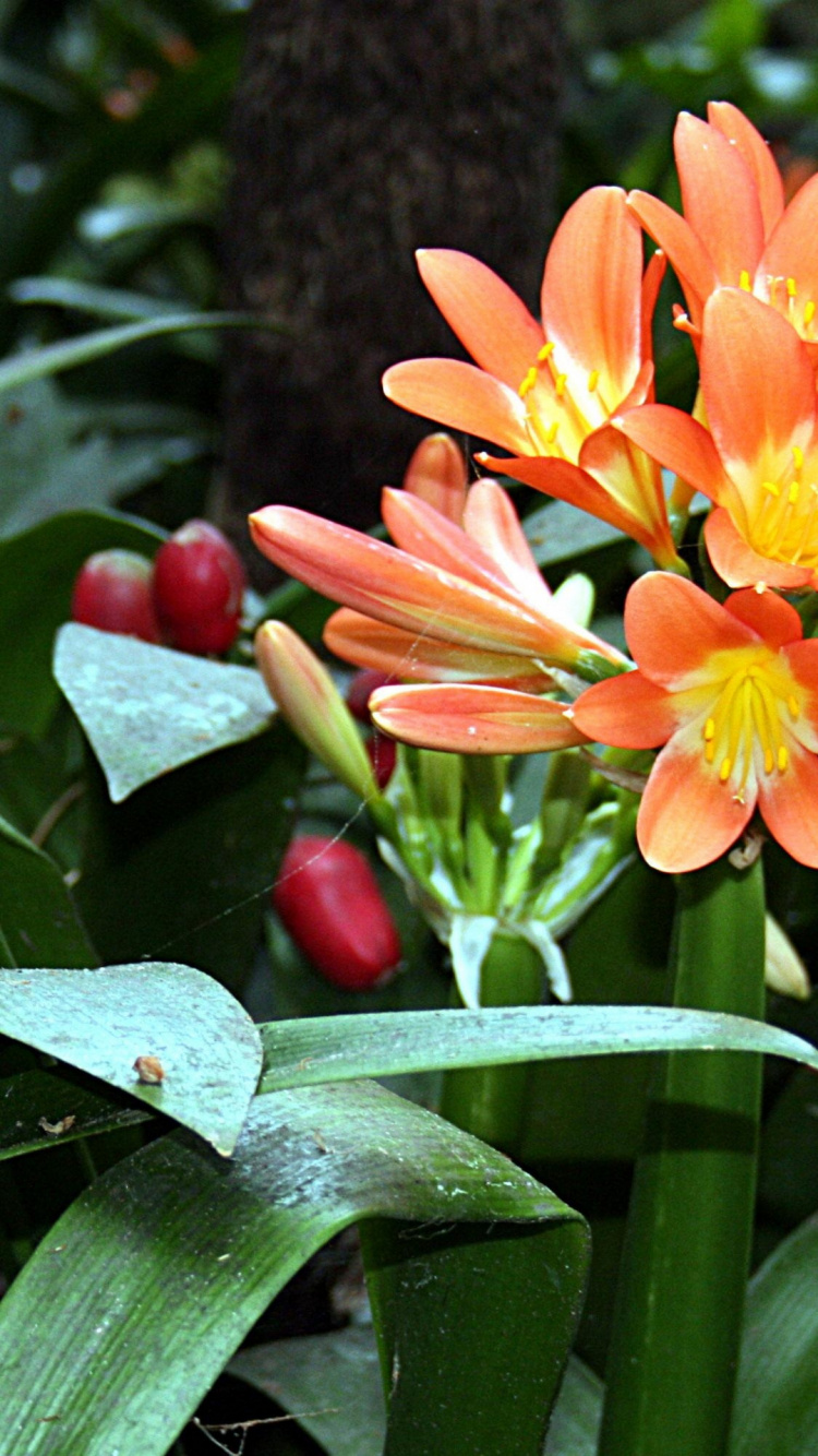 Flor Naranja y Amarilla en Lente de Cambio de Inclinación. Wallpaper in 750x1334 Resolution