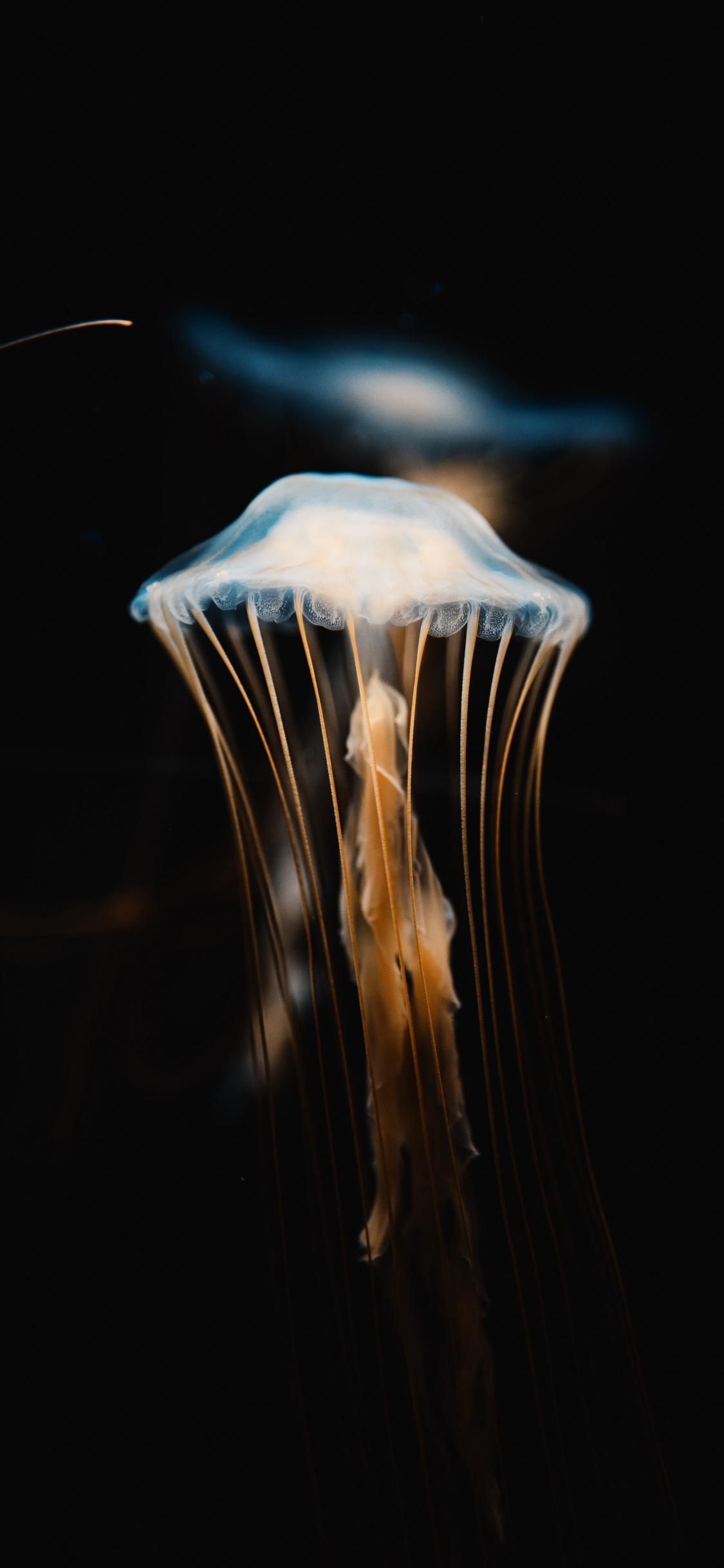 Blue and White Jellyfish in Dark Room. Wallpaper in 1125x2436 Resolution