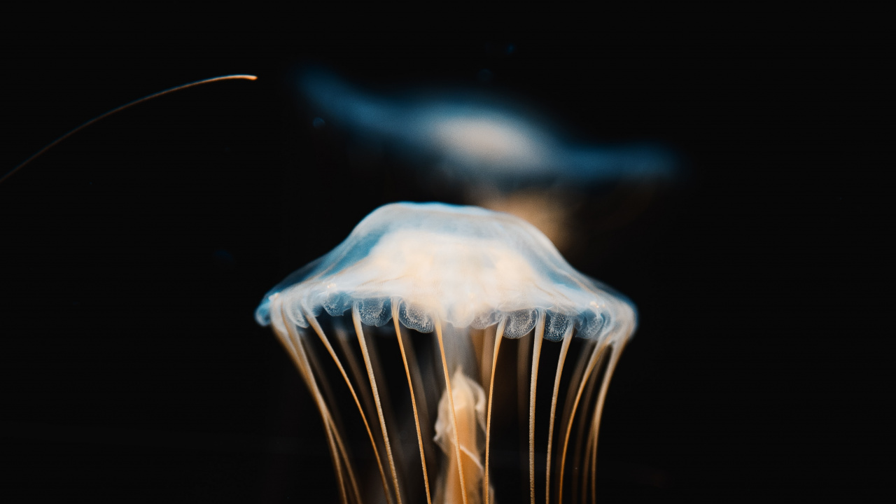 Blue and White Jellyfish in Dark Room. Wallpaper in 1280x720 Resolution