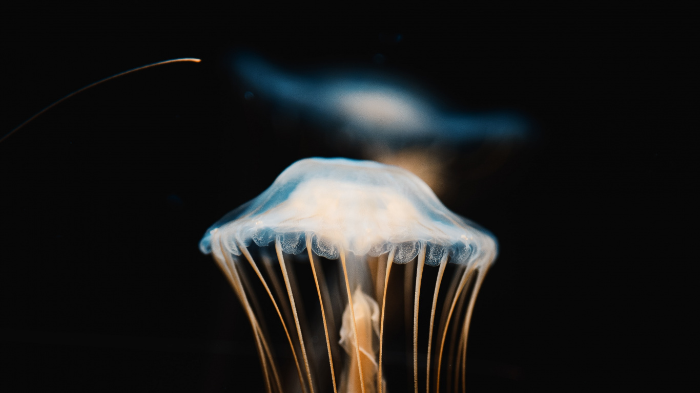 Blue and White Jellyfish in Dark Room. Wallpaper in 1366x768 Resolution