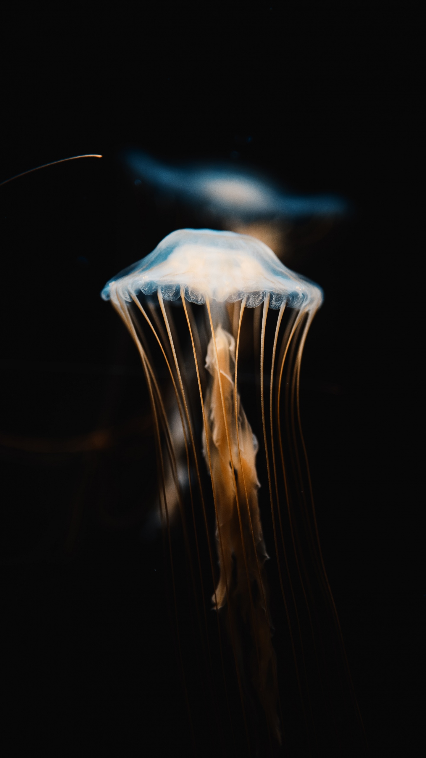 Blue and White Jellyfish in Dark Room. Wallpaper in 1440x2560 Resolution