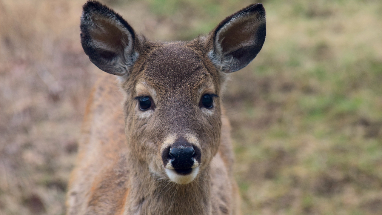 Cerf Brun Sur L'herbe Verte Pendant la Journée. Wallpaper in 1280x720 Resolution