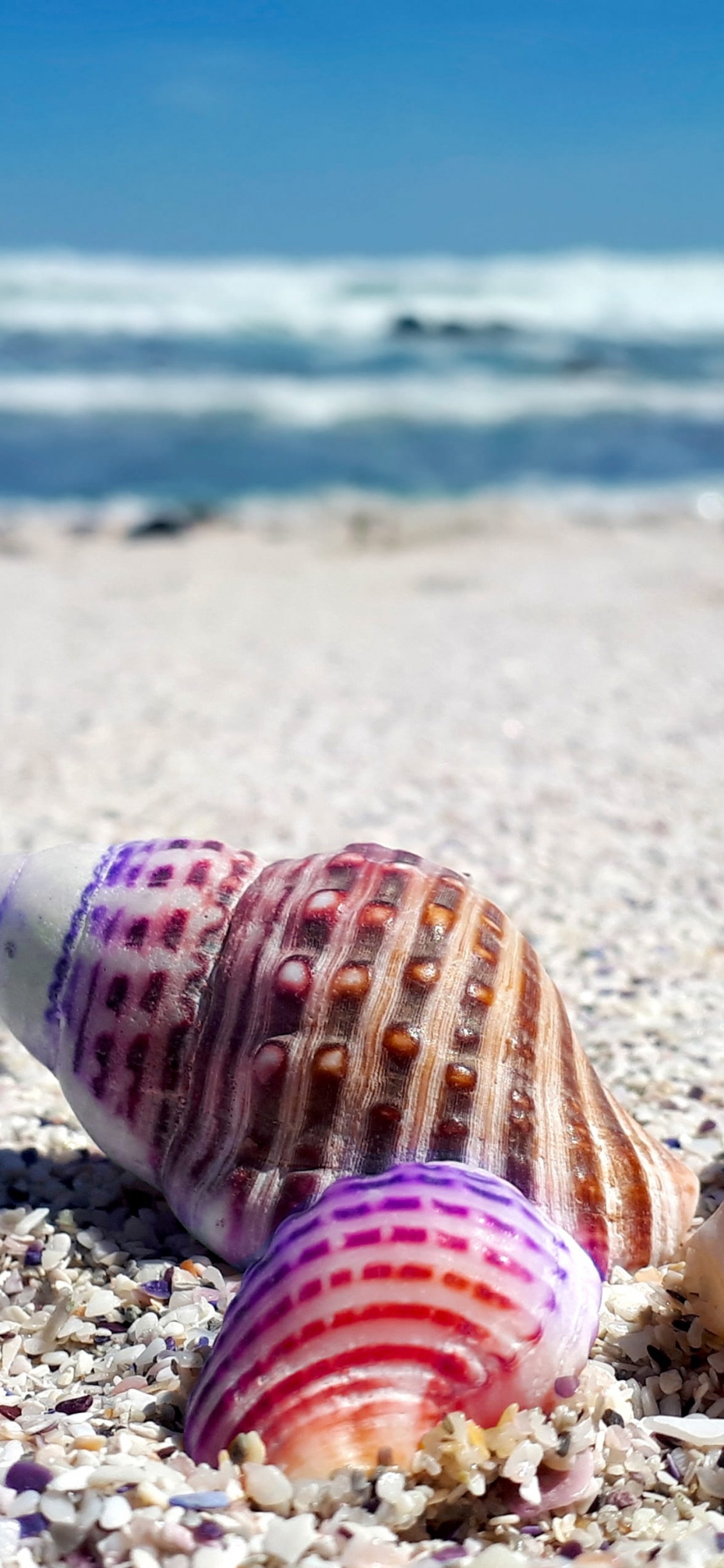 Beach Seashells, Seashell, Beach, Shore, Sea. Wallpaper in 1125x2436 Resolution