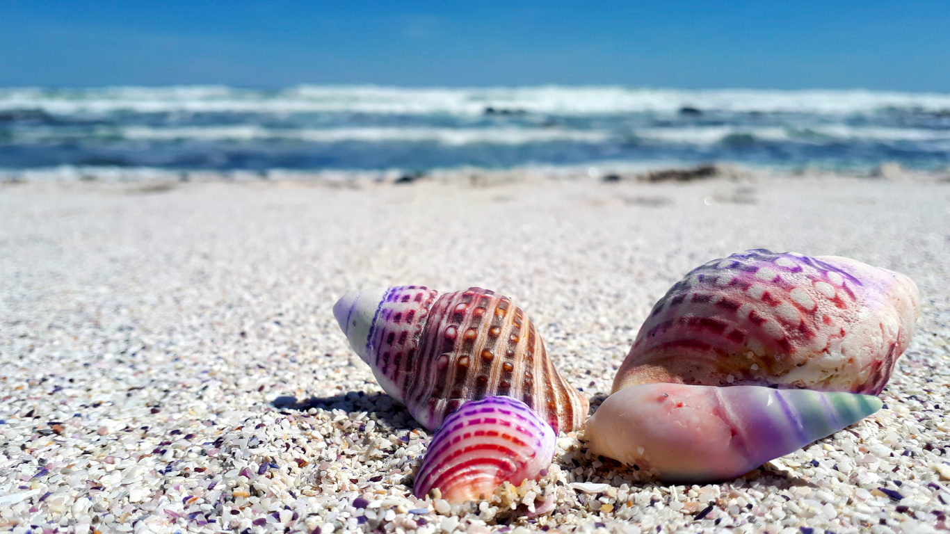 Beach Seashells, Seashell, Beach, Shore, Sea. Wallpaper in 1366x768 Resolution