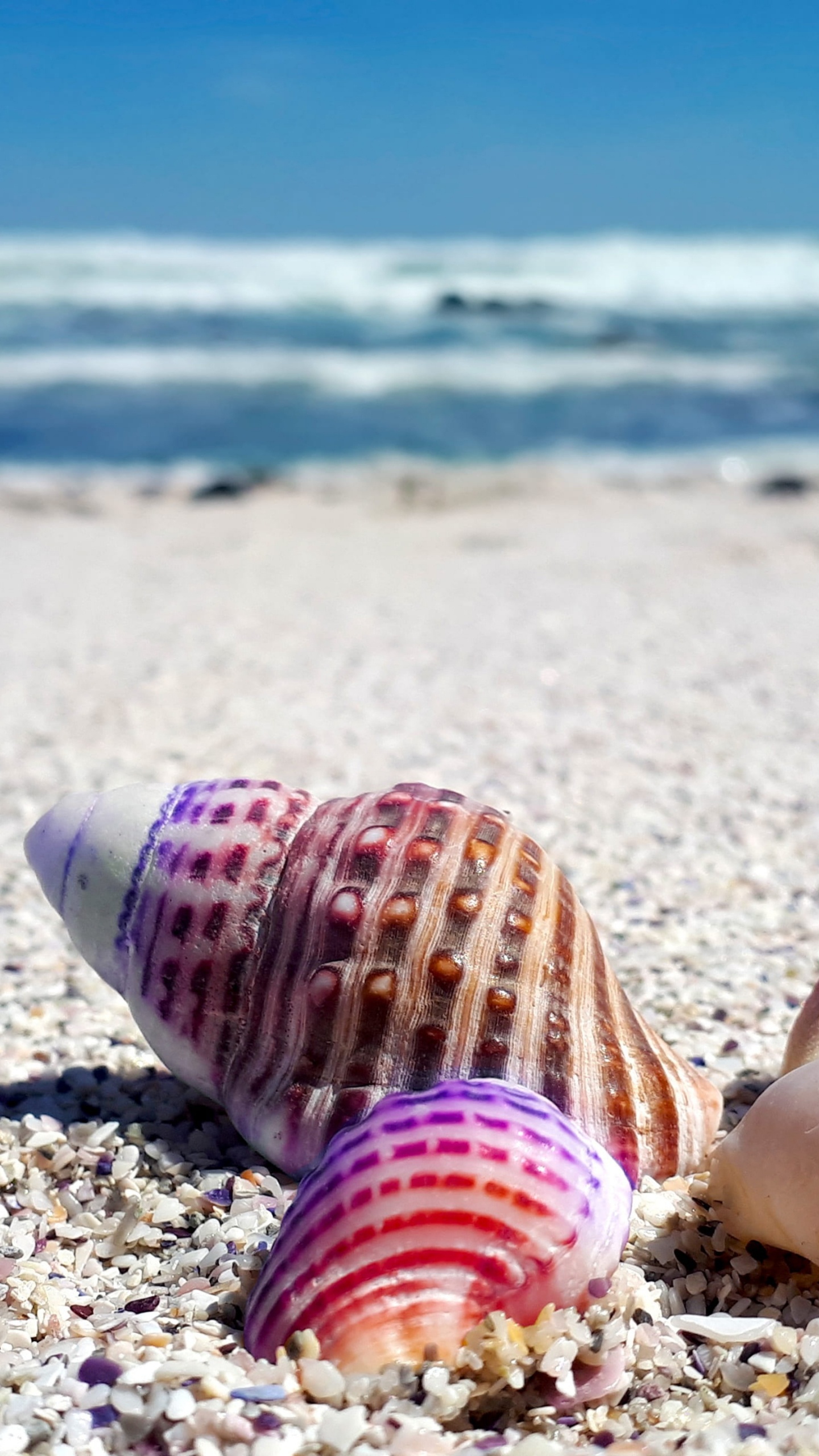 Coquillages de Plage, Coquillage, Plage, Rive, Mer. Wallpaper in 1440x2560 Resolution