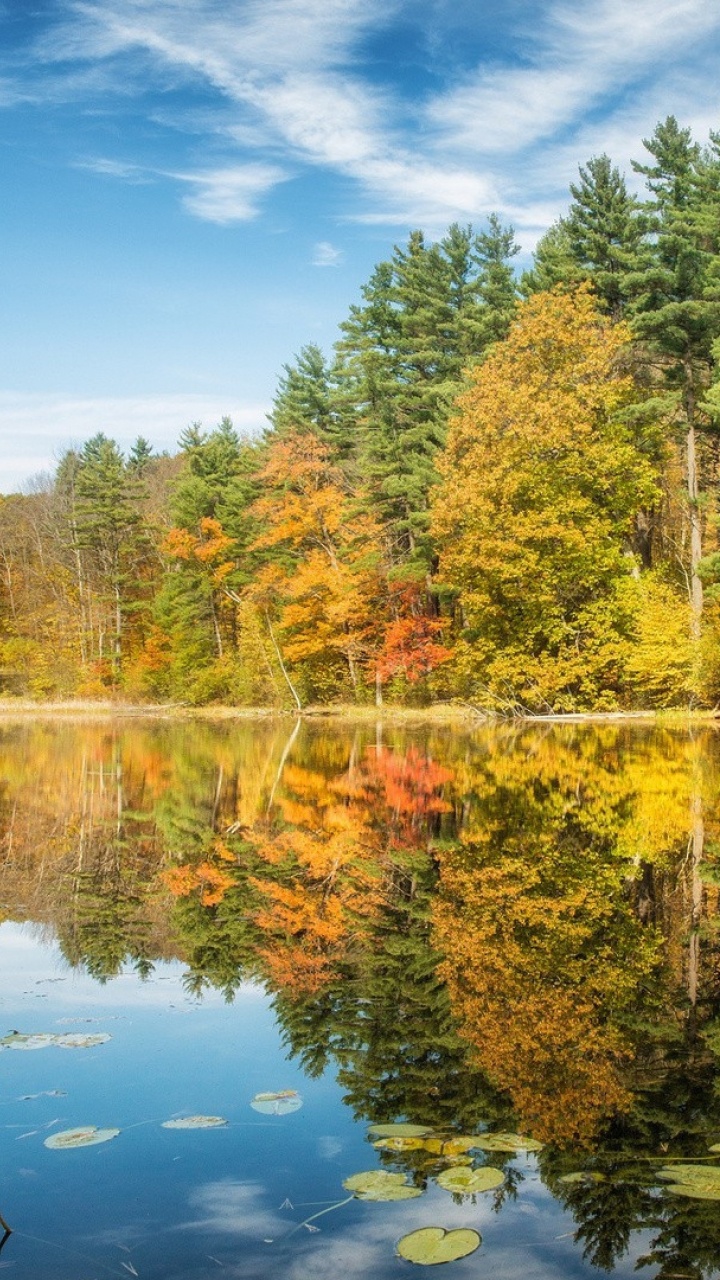 Green and Brown Trees Beside Lake Under Blue Sky During Daytime. Wallpaper in 720x1280 Resolution