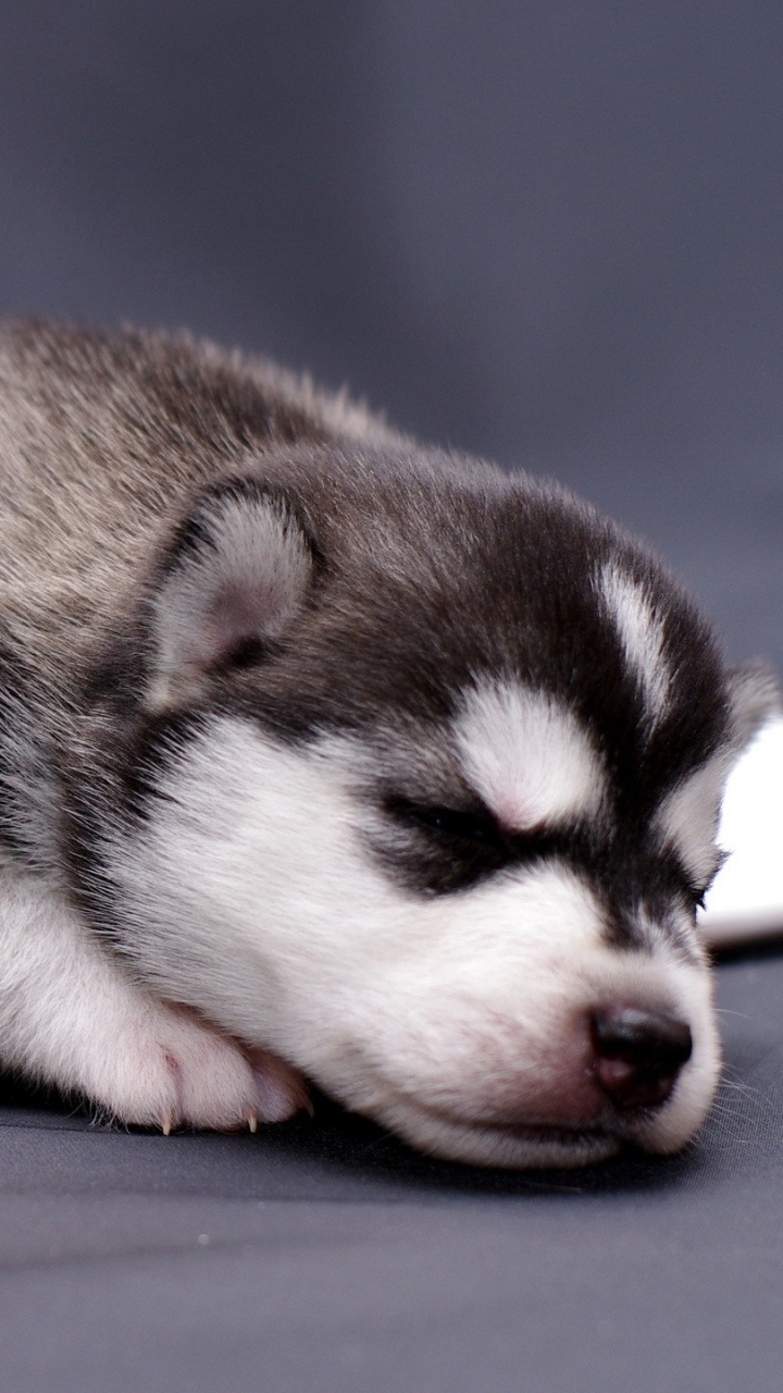 Brown and White Siberian Husky Puppy Lying on Blue Textile. Wallpaper in 720x1280 Resolution