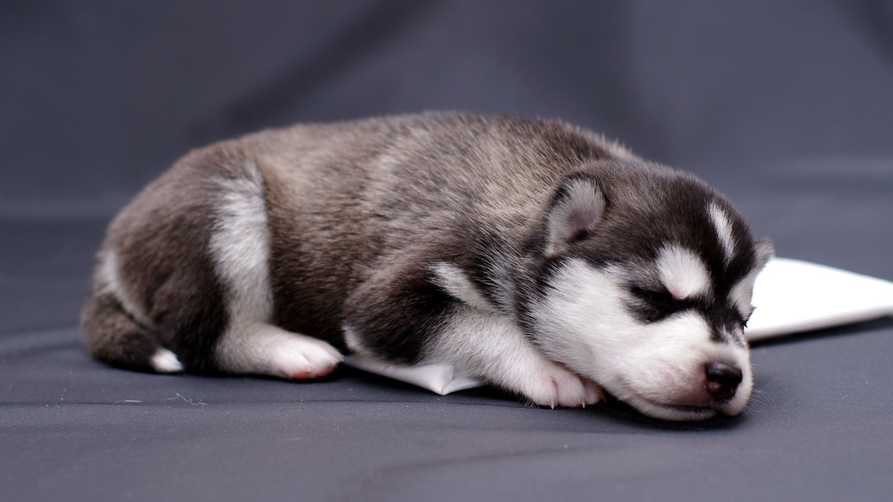 Brauner Und Weißer Siberian Husky-Welpe Liegt Auf Blauem Textil. Wallpaper in 1280x720 Resolution