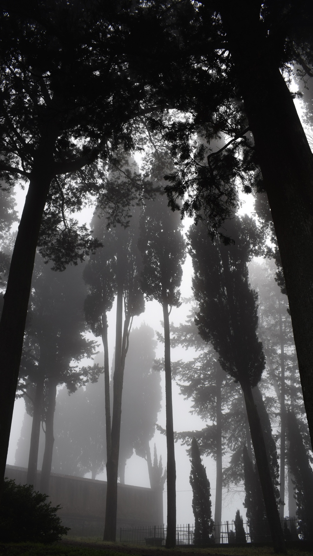 Nature, Tree, Natural Environment, Forest, Light. Wallpaper in 1080x1920 Resolution