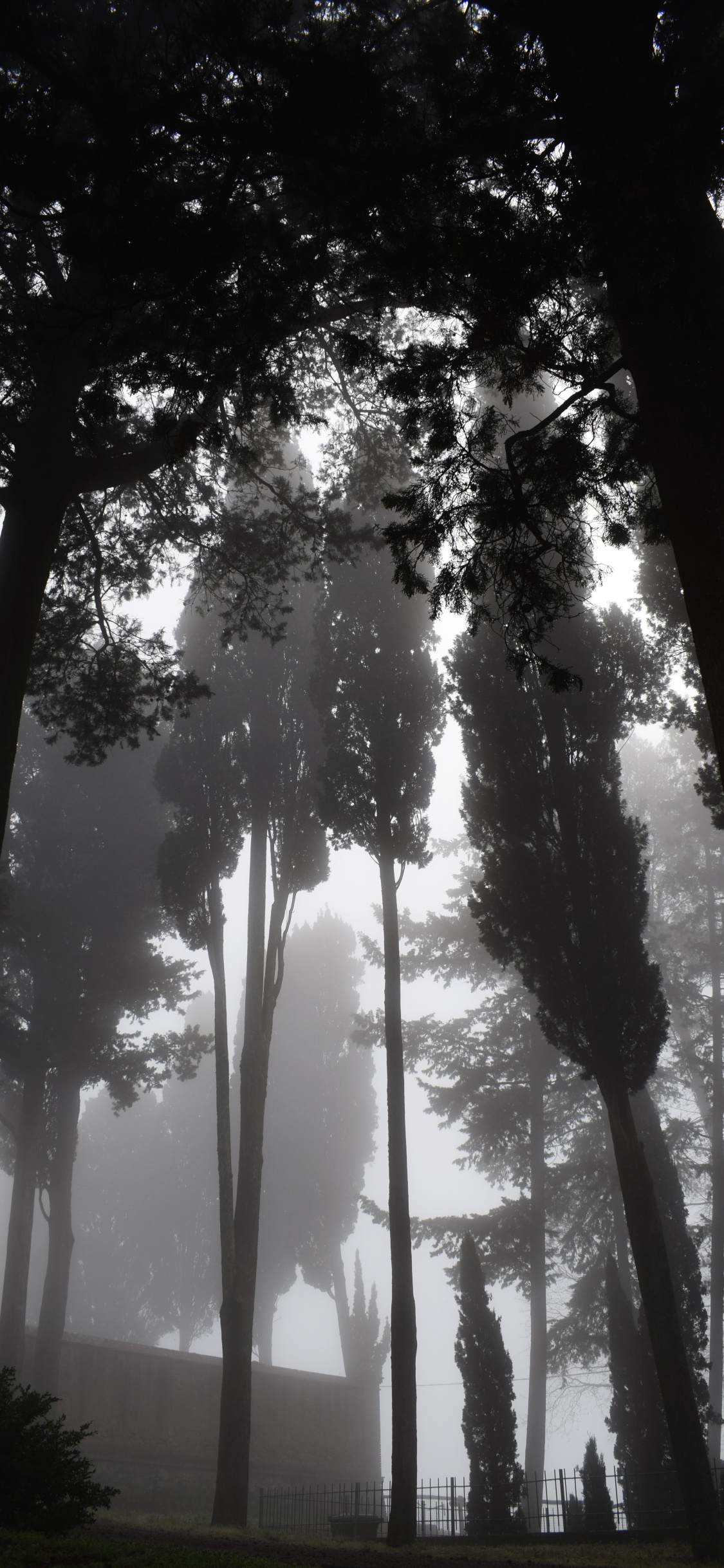 Nature, Tree, Natural Environment, Forest, Light. Wallpaper in 1125x2436 Resolution