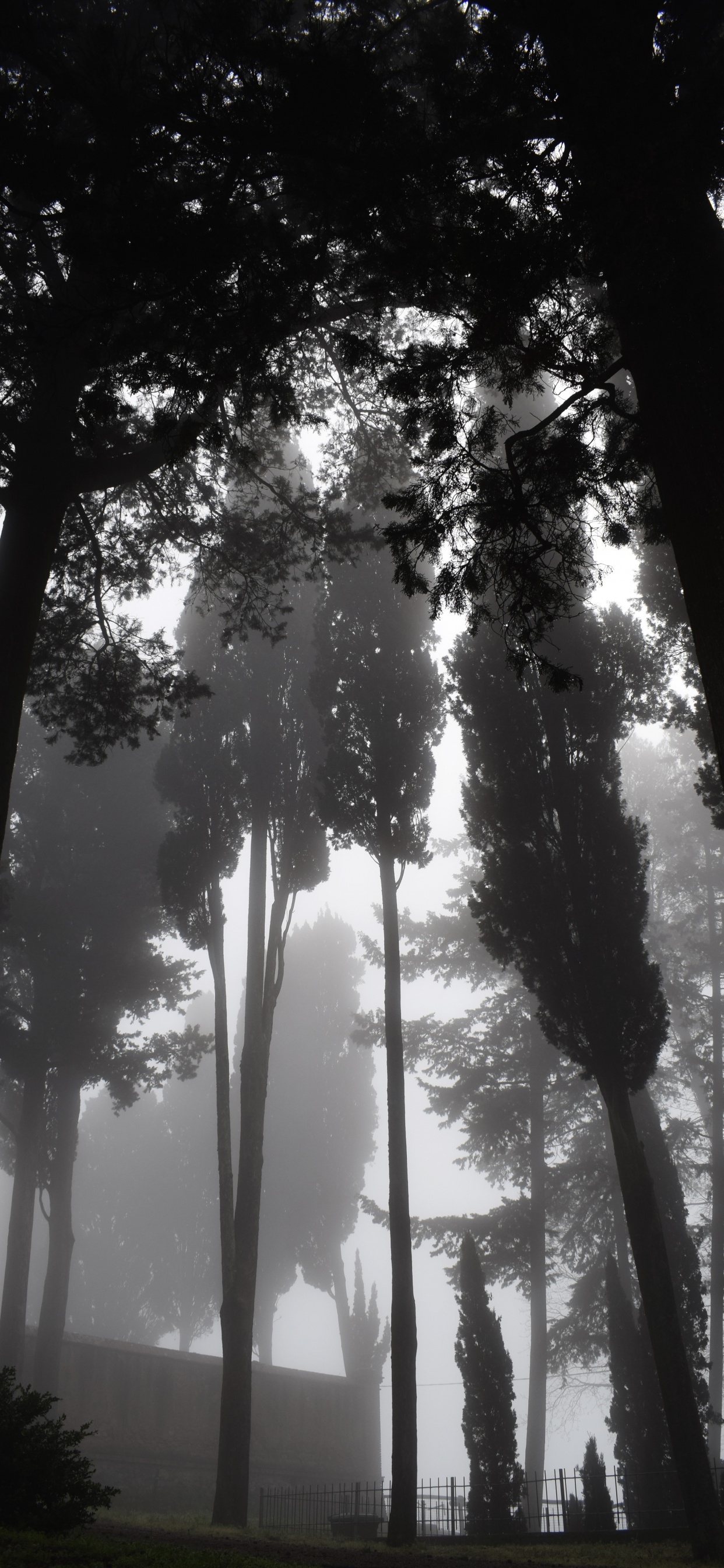 Nature, Tree, Natural Environment, Forest, Light. Wallpaper in 1242x2688 Resolution