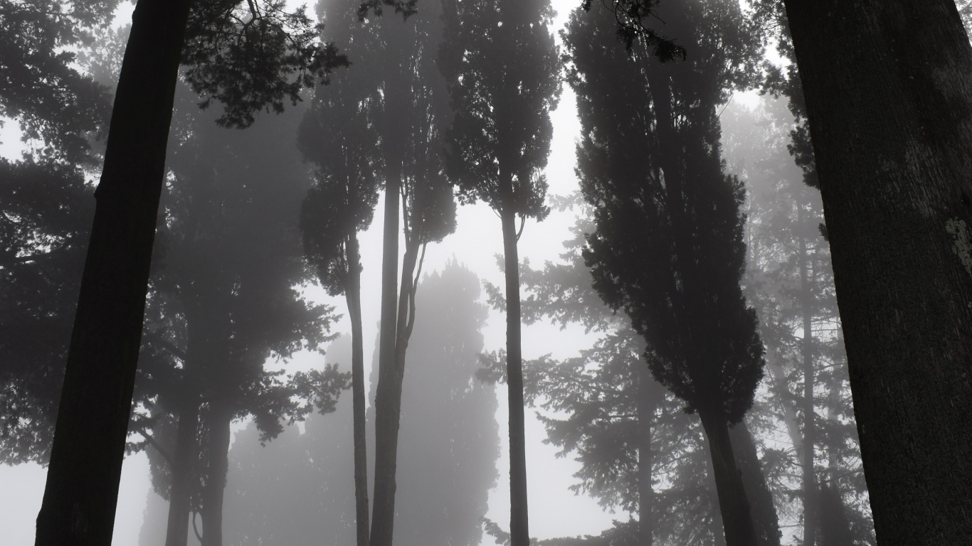 Nature, Tree, Natural Environment, Forest, Light. Wallpaper in 1366x768 Resolution