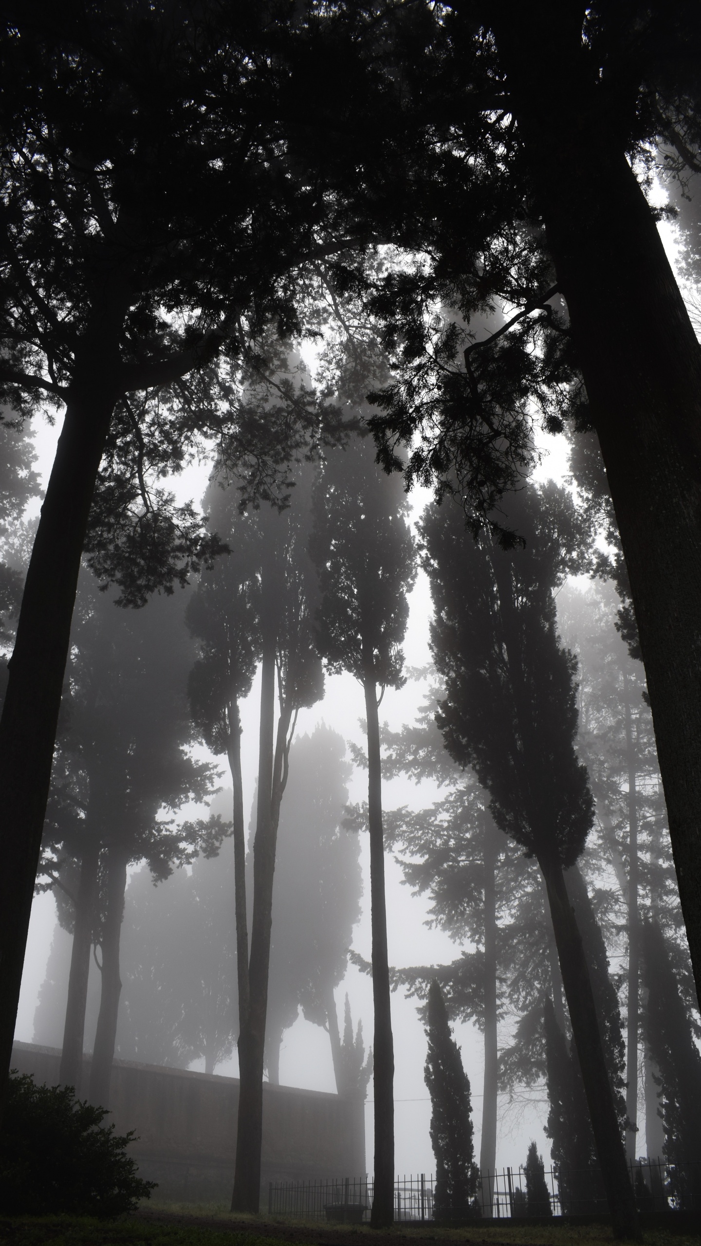 Nature, Tree, Natural Environment, Forest, Light. Wallpaper in 1440x2560 Resolution