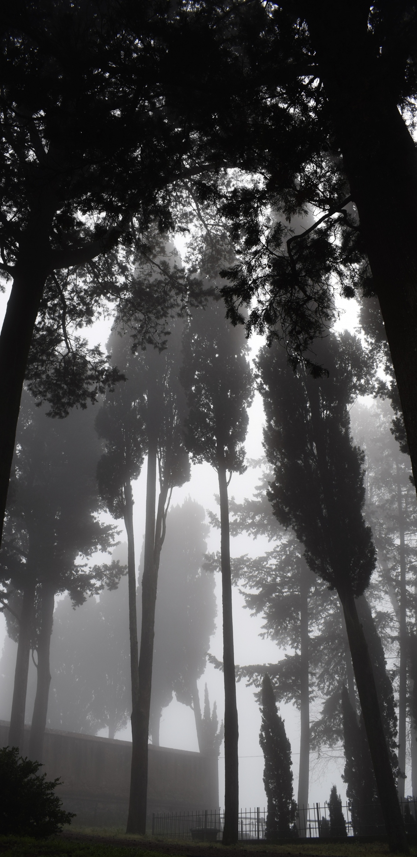 Nature, Tree, Natural Environment, Forest, Light. Wallpaper in 1440x2960 Resolution