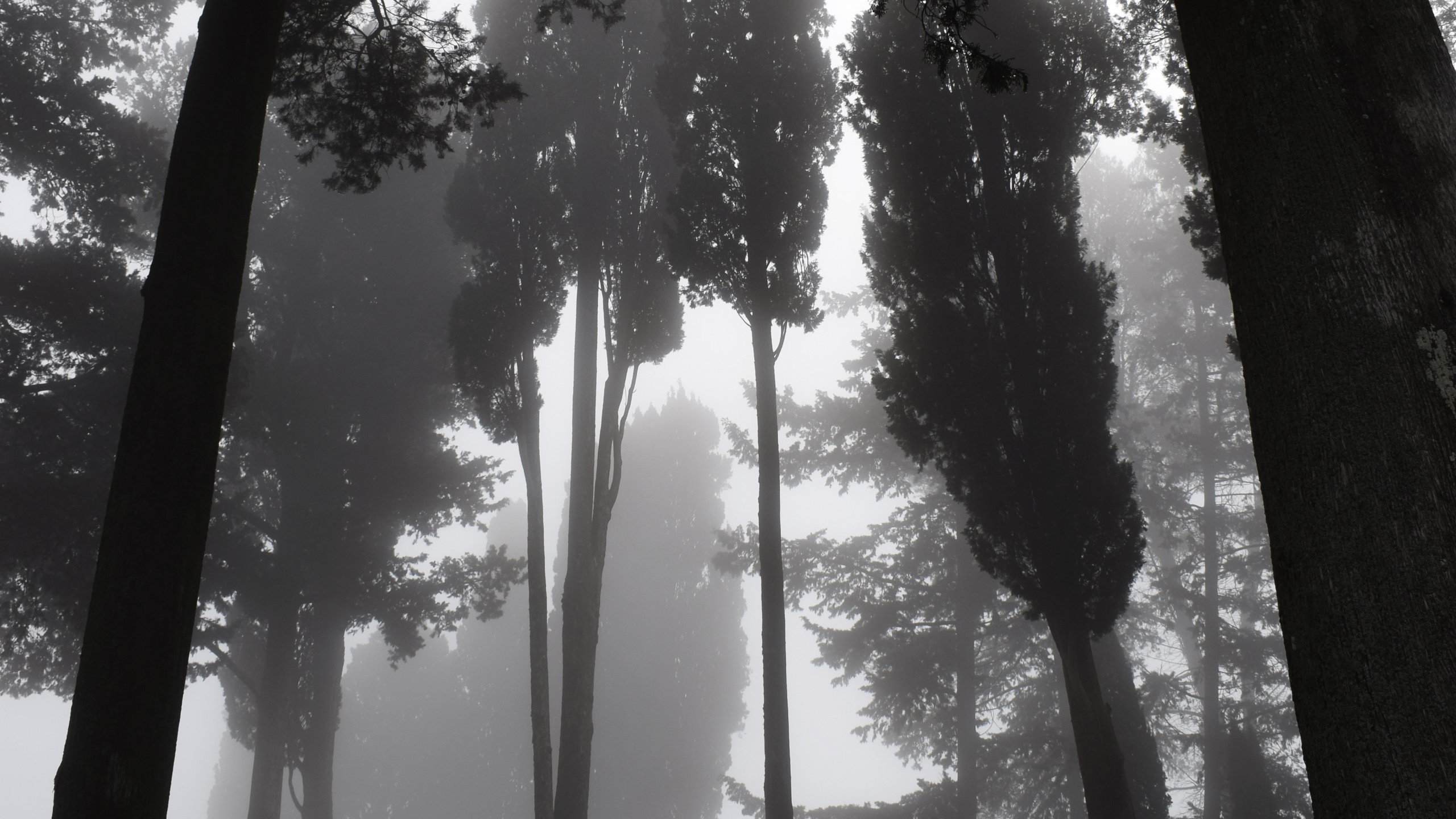 Nature, Tree, Natural Environment, Forest, Light. Wallpaper in 2560x1440 Resolution