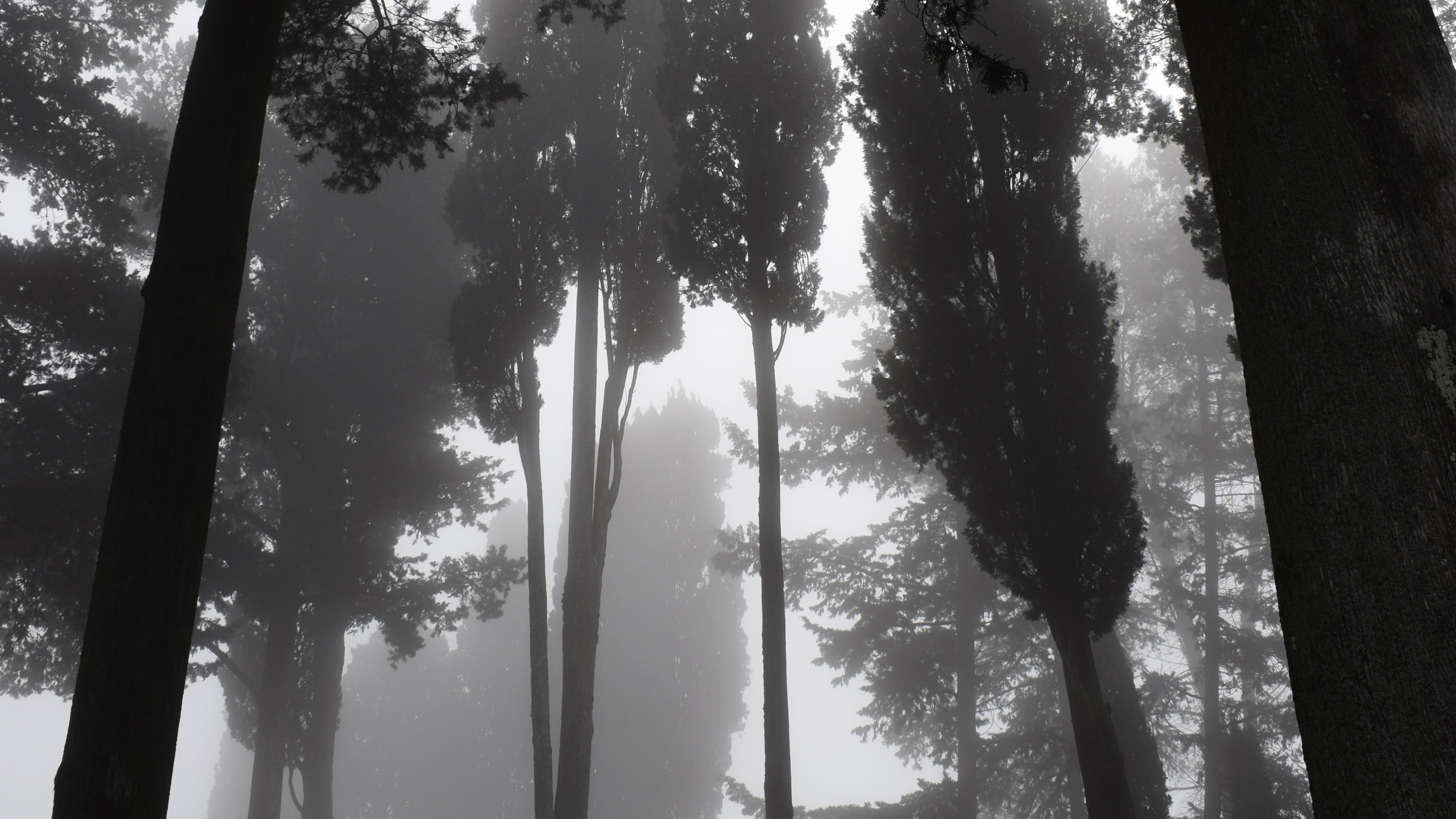 Nature, Tree, Natural Environment, Forest, Light. Wallpaper in 3840x2160 Resolution