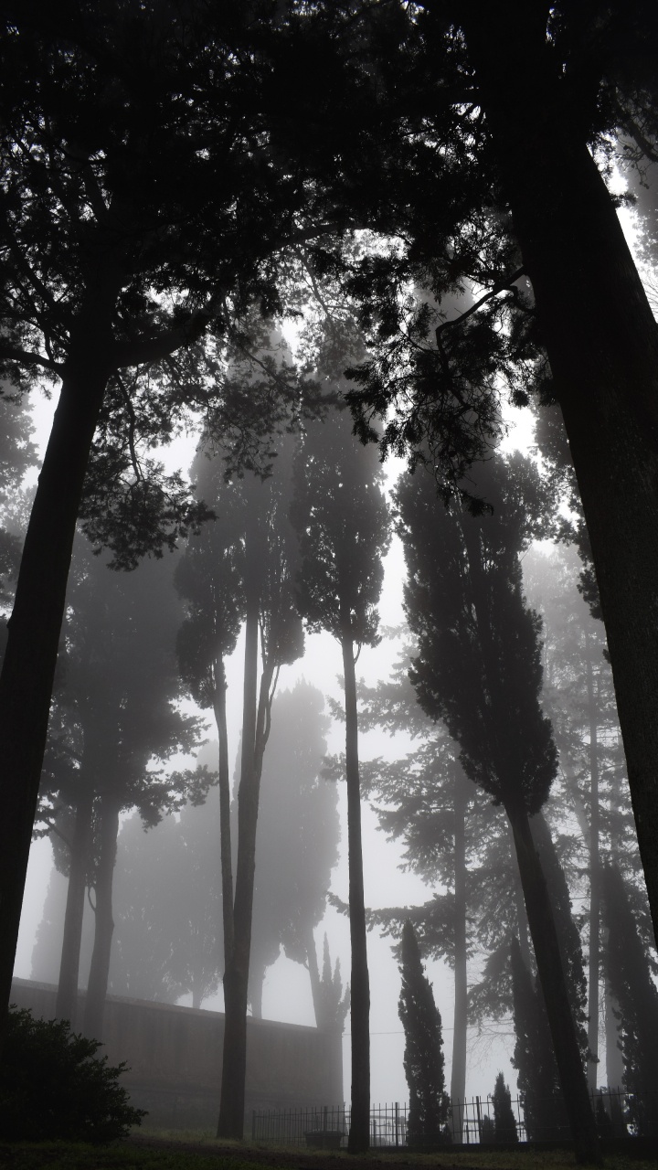 Nature, Tree, Natural Environment, Forest, Light. Wallpaper in 720x1280 Resolution