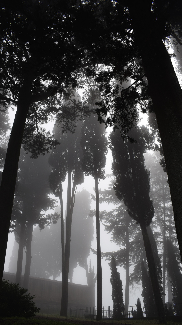 Nature, Tree, Natural Environment, Forest, Light. Wallpaper in 750x1334 Resolution