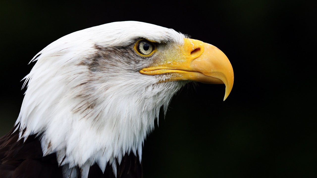 Aigle Blanc et Noir en Photographie Rapprochée. Wallpaper in 1280x720 Resolution