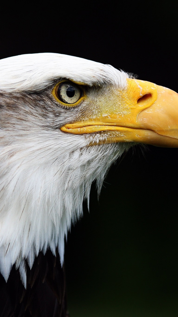Aigle Blanc et Noir en Photographie Rapprochée. Wallpaper in 750x1334 Resolution
