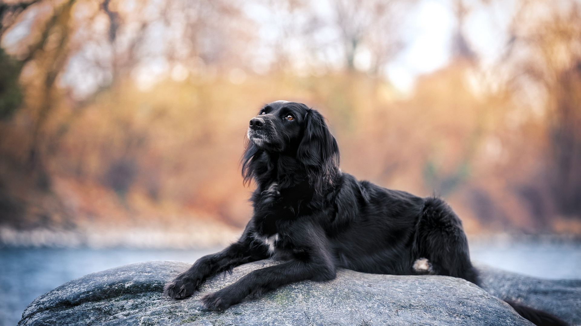 Black Labrador Retriever Lying on Ground During Daytime. Wallpaper in 1920x1080 Resolution