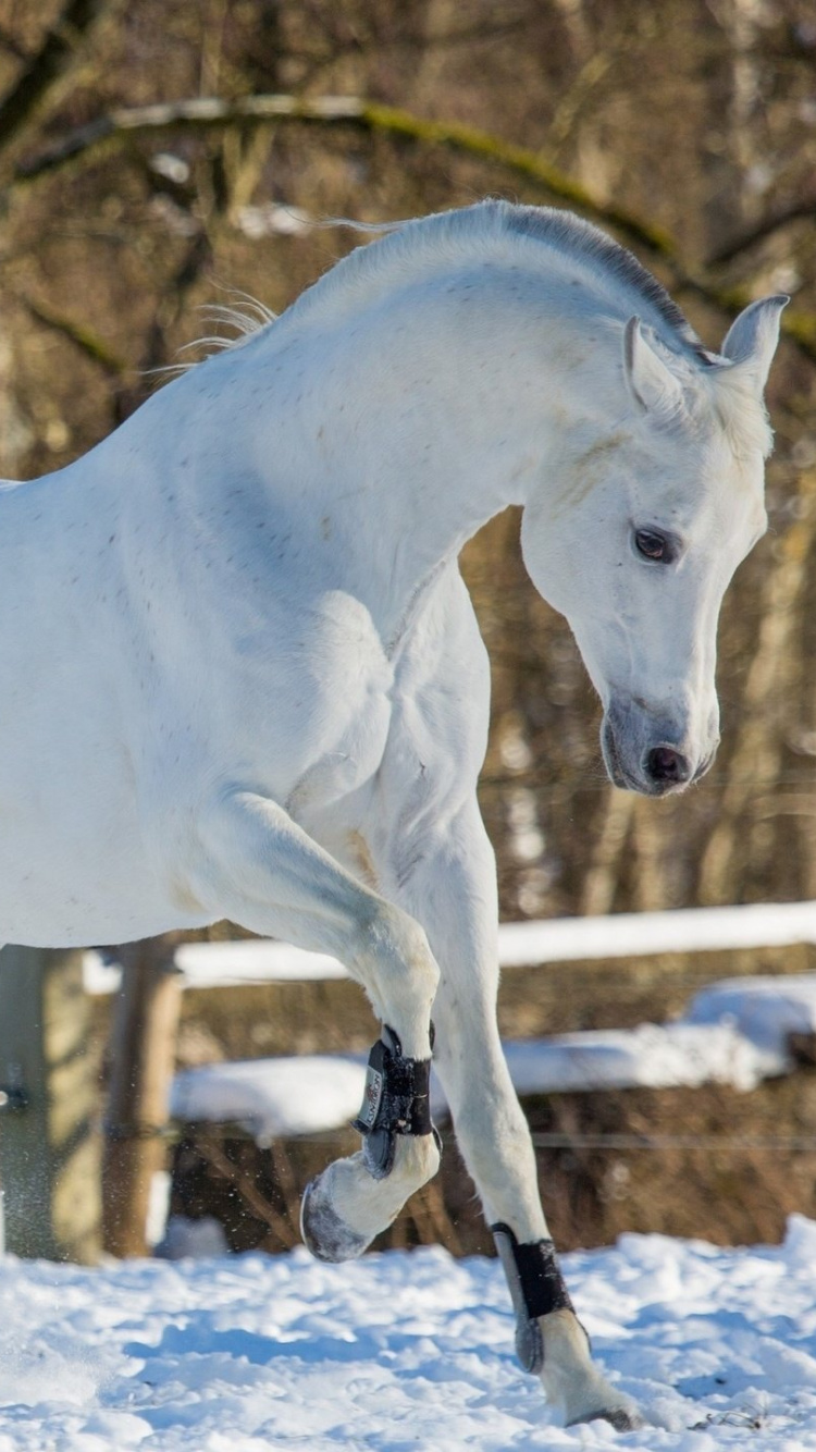 Cheval Blanc S'exécutant Sur un Sol Couvert de Neige Pendant la Journée. Wallpaper in 750x1334 Resolution