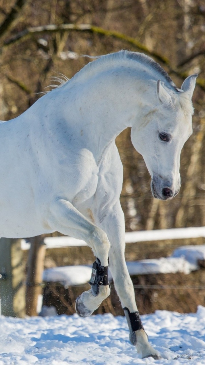White Horse Running on Snow Covered Ground During Daytime. Wallpaper in 720x1280 Resolution