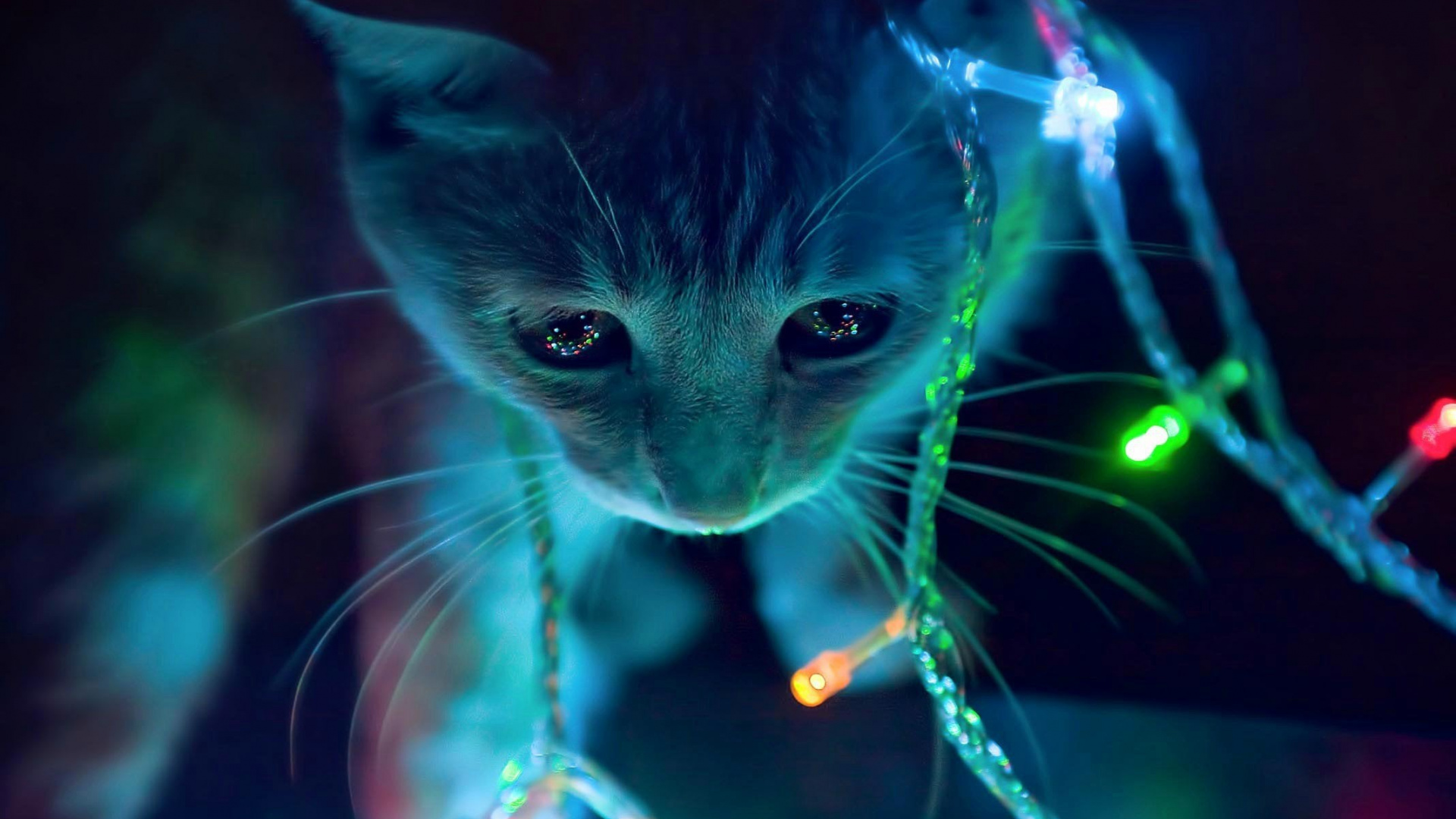 小猫, 白色的猫, 紫色的, 猫科, 胡须 壁纸 1920x1080 允许