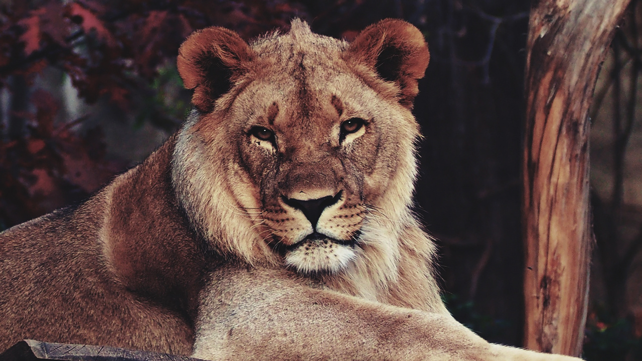 Leones, Tigre, Zoológico, Zoológico de Dartmoor, Jardín Zoológico de Berlín. Wallpaper in 1280x720 Resolution