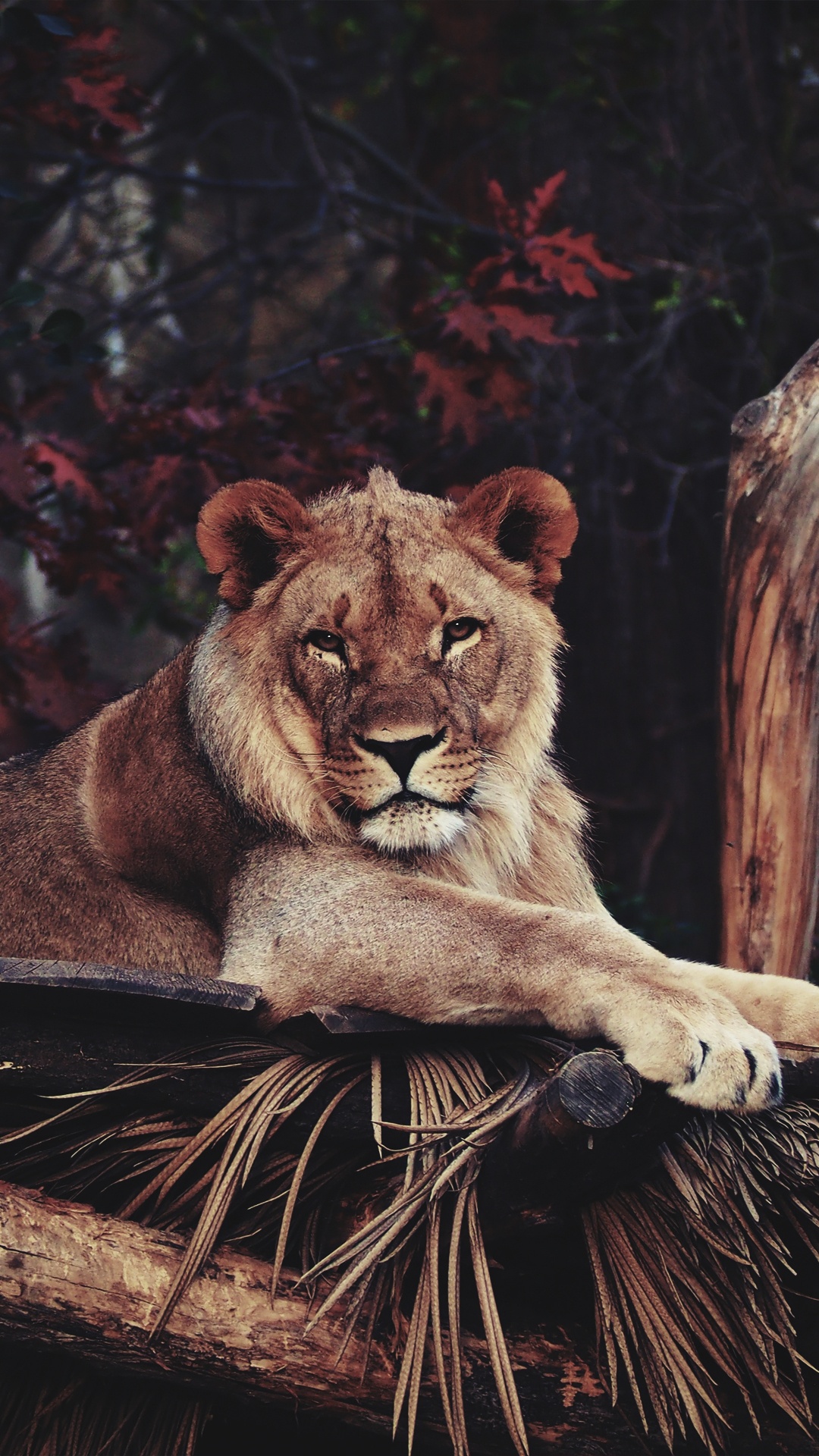 Lion, Tiger, Zoo, Dartmoor-Zoo, Zoologischer Garten Berlin. Wallpaper in 1080x1920 Resolution