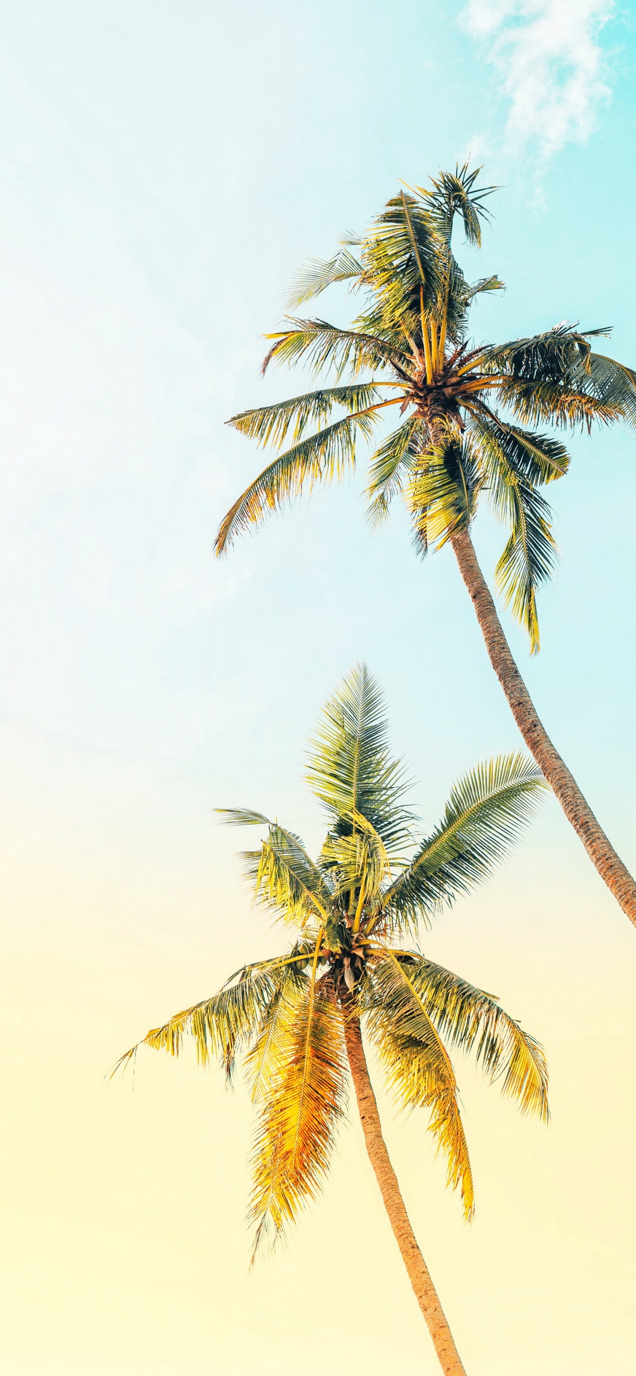 Leichte Palme, Tabelle, Palms, Baum, Wand. Wallpaper in 1242x2688 Resolution