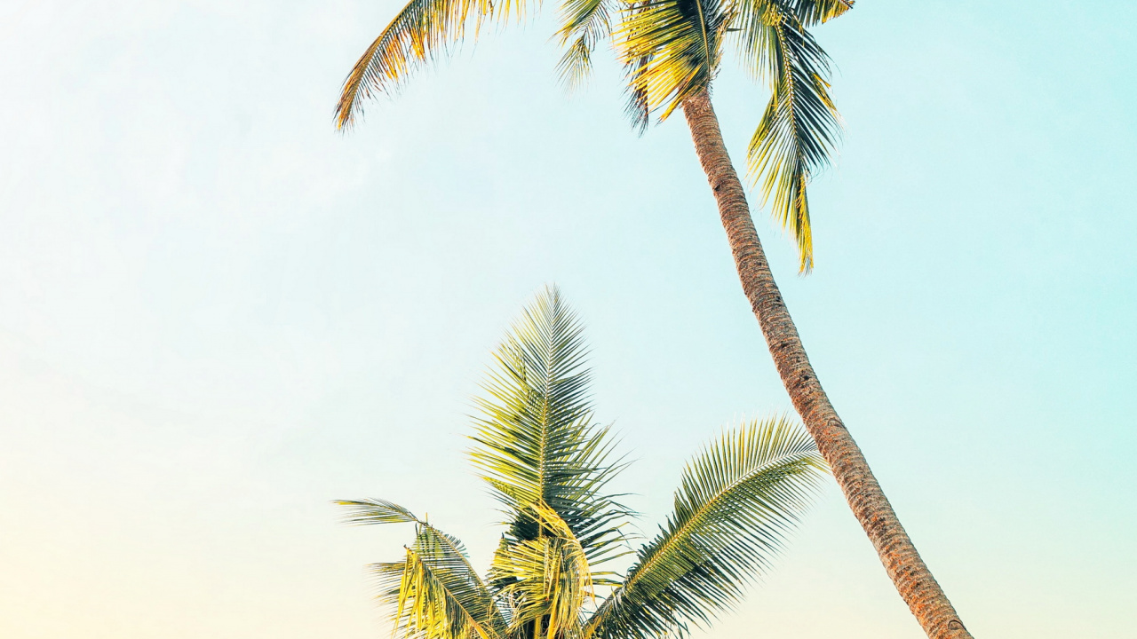 Leichte Palme, Tabelle, Palms, Baum, Wand. Wallpaper in 1280x720 Resolution