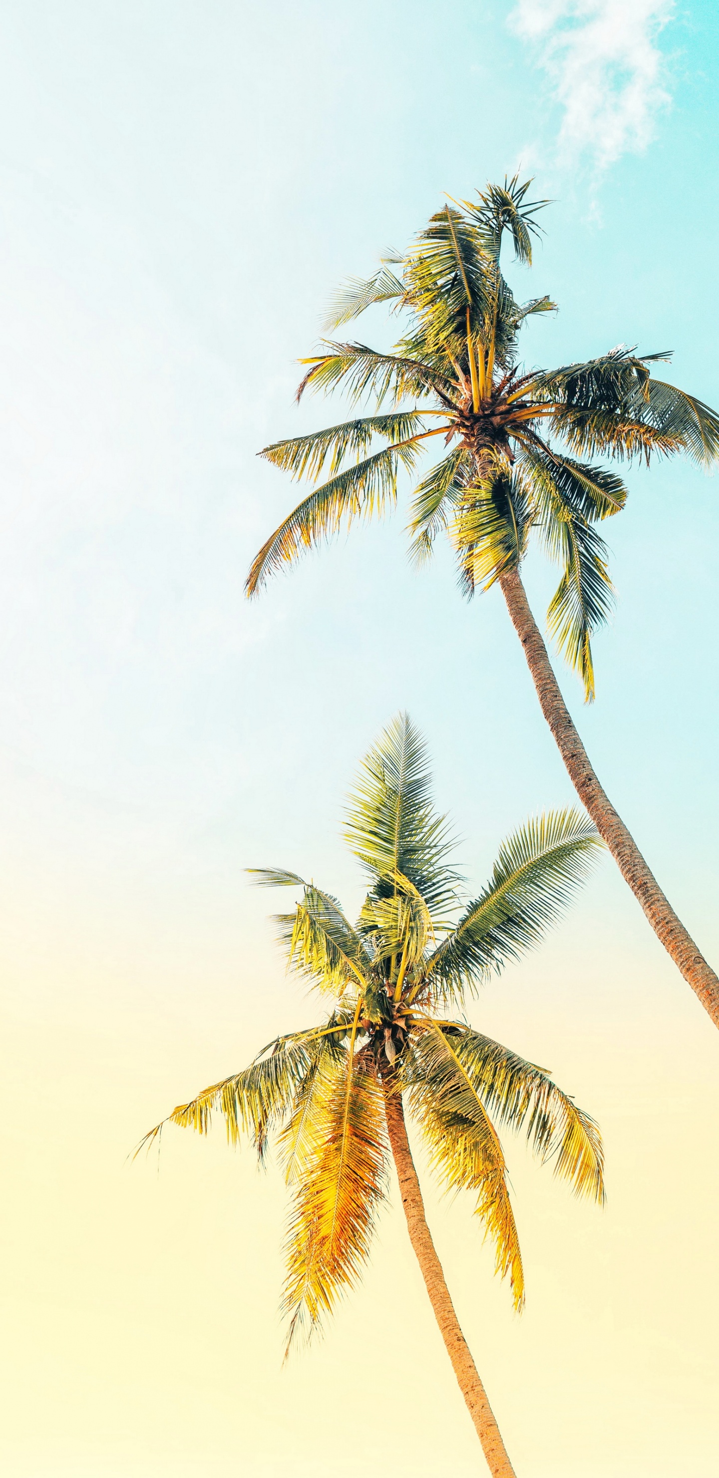 Leichte Palme, Tabelle, Palms, Baum, Wand. Wallpaper in 1440x2960 Resolution