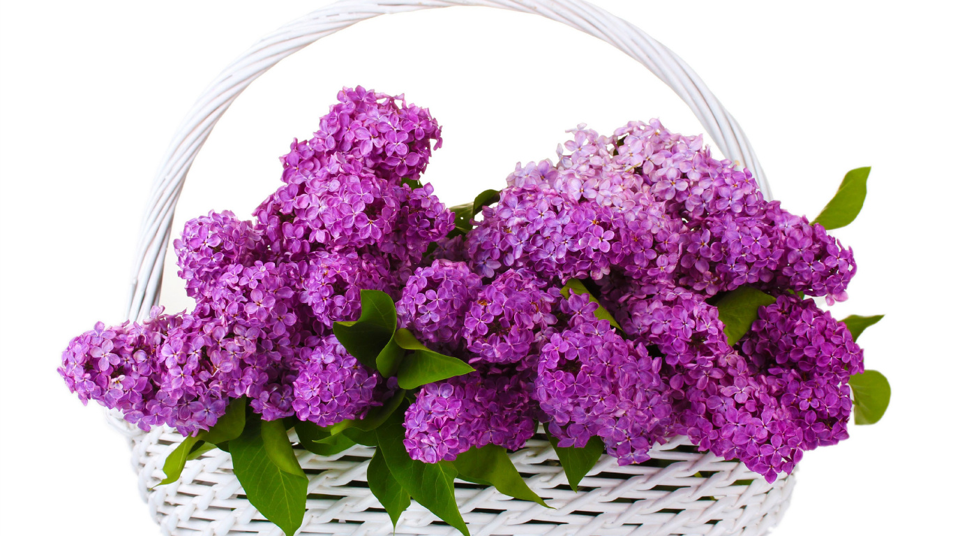 Fleurs Violettes Sur Panier Tressé. Wallpaper in 1366x768 Resolution