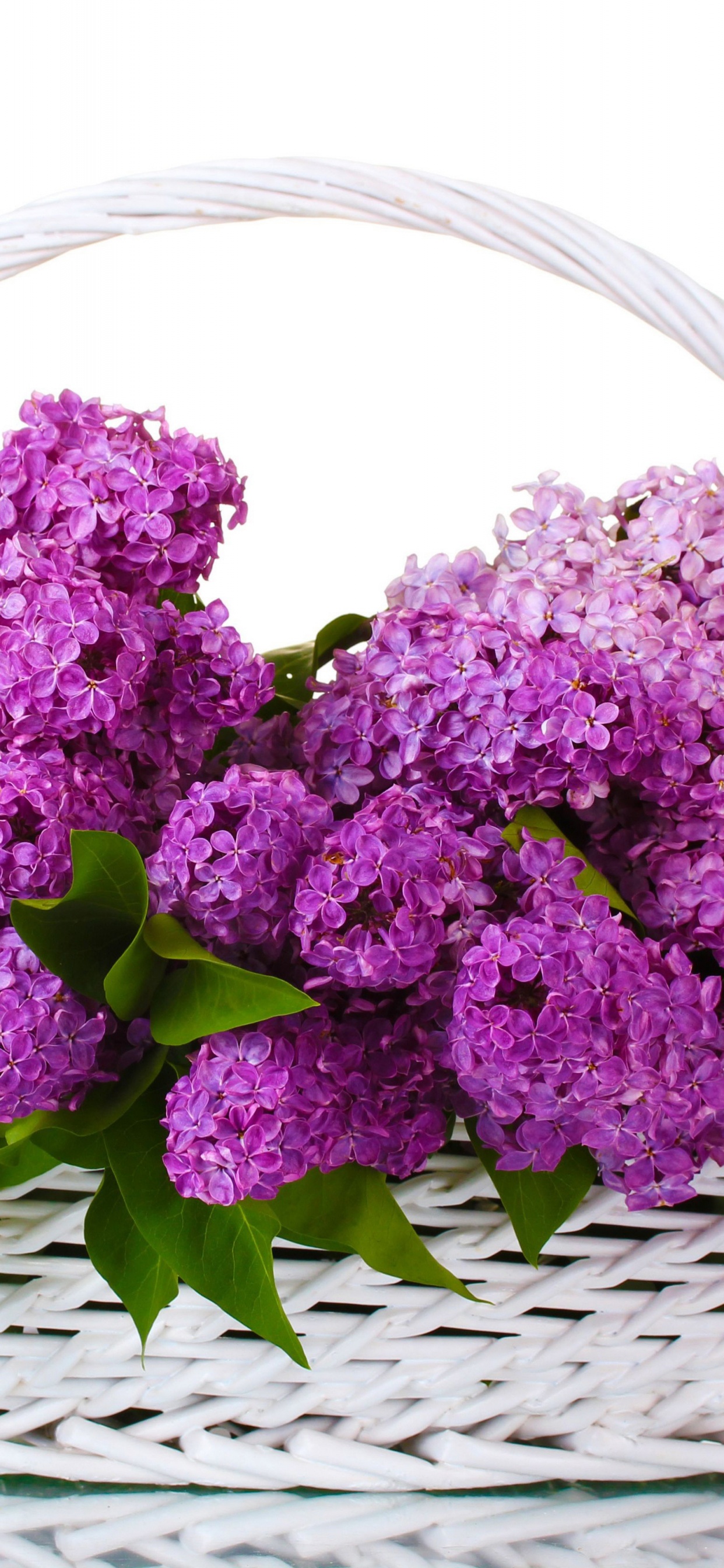 显花植物, 紫色的, 淡紫色的, 紫罗兰色, 切花 壁纸 1242x2688 允许