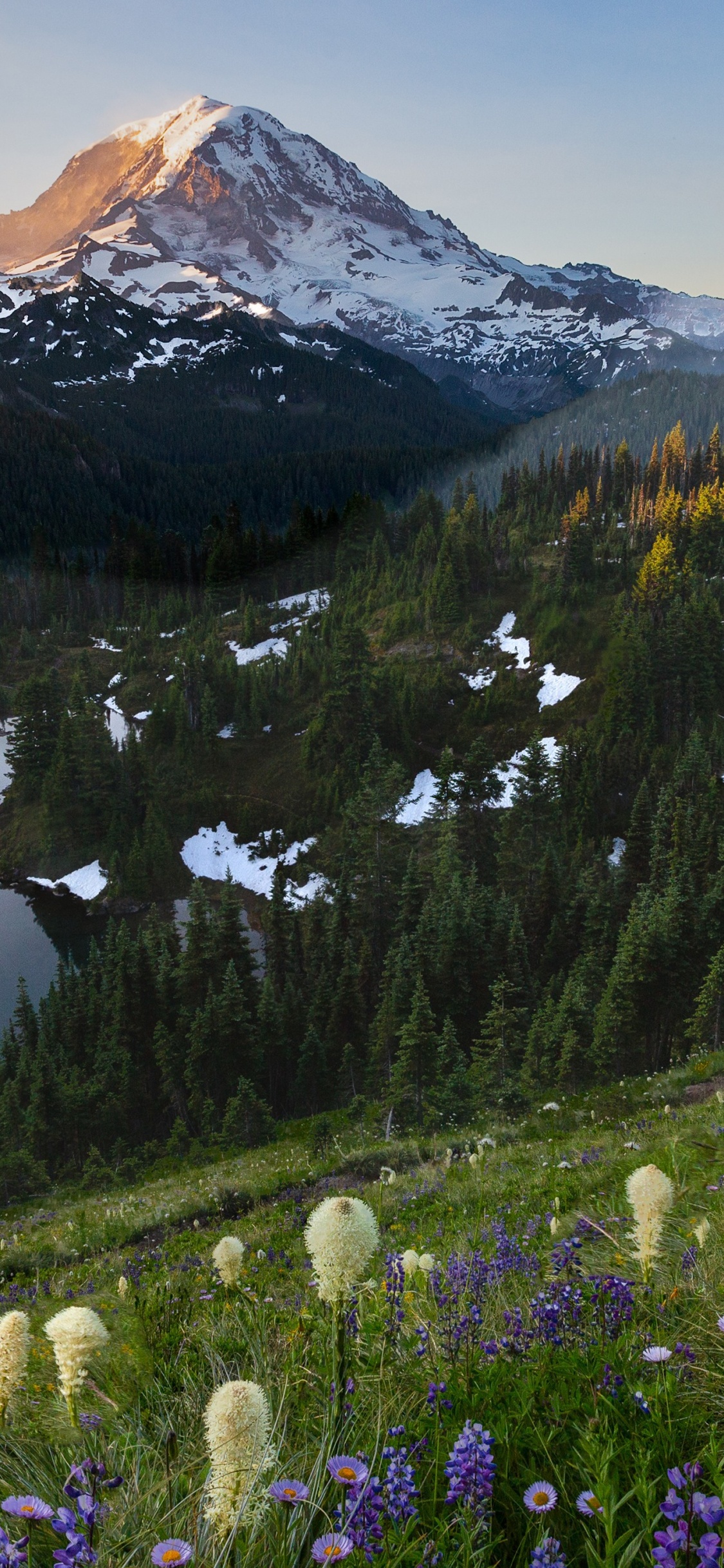 Tolmie Peak Fire Lookout, Tablet, Mountain, Plant, Flower. Wallpaper in 1125x2436 Resolution
