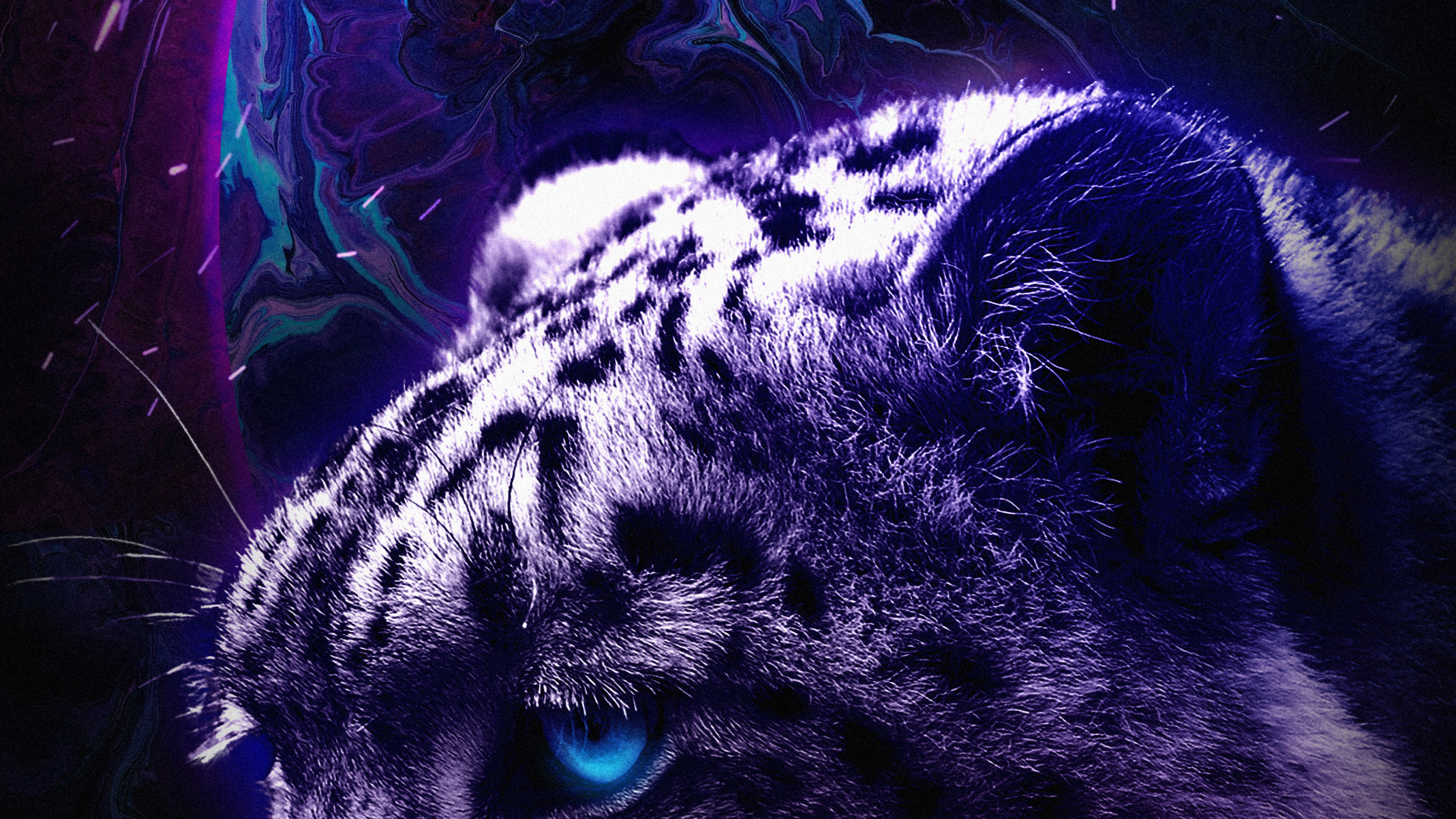 Panthère Noire, TIC Tac, Lumière, Carnivores, Moustache. Wallpaper in 2560x1440 Resolution