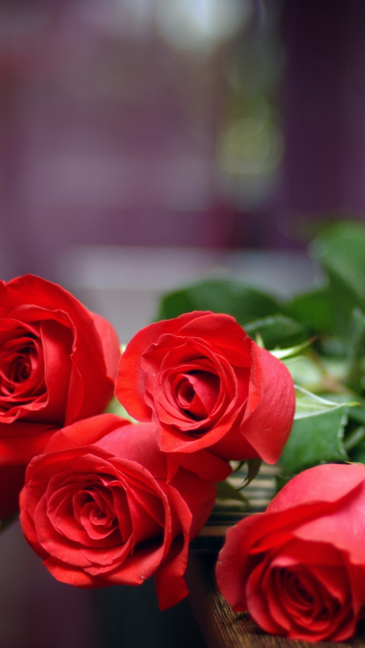 Rose, Flower, Garden Roses, Red, Cut Flowers. Wallpaper in 720x1280 Resolution