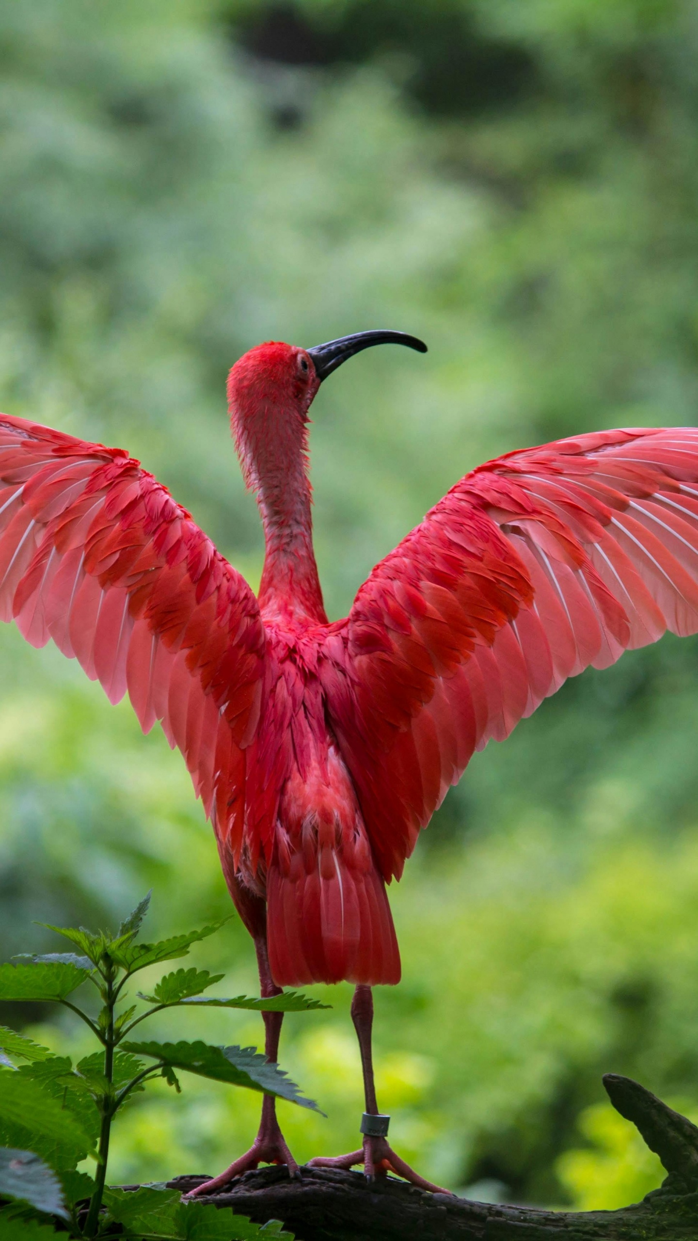flamingo spreading wings, Greater flamingo, American flamingo, chilean flamingo, ibis