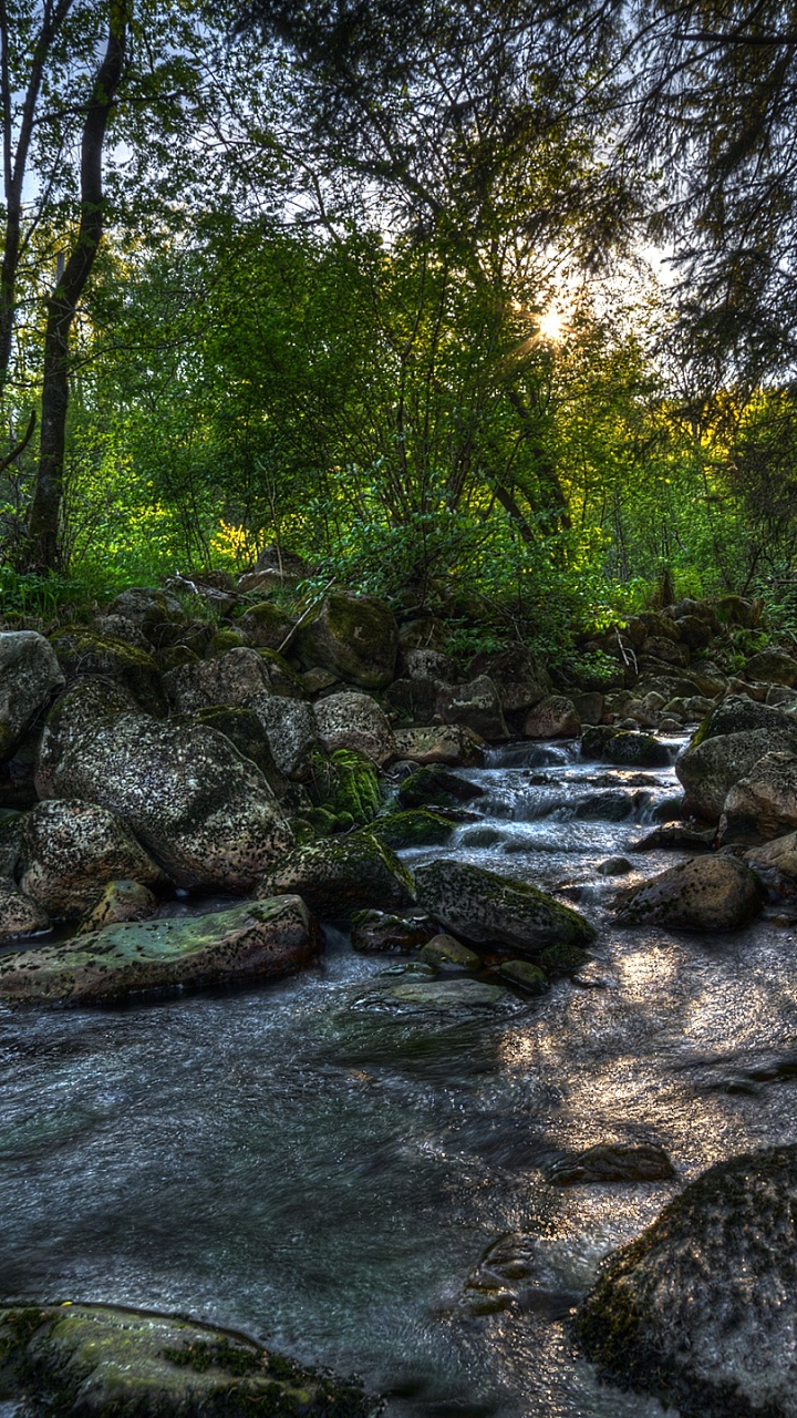 Rivière au Milieu de la Forêt Pendant la Journée. Wallpaper in 720x1280 Resolution