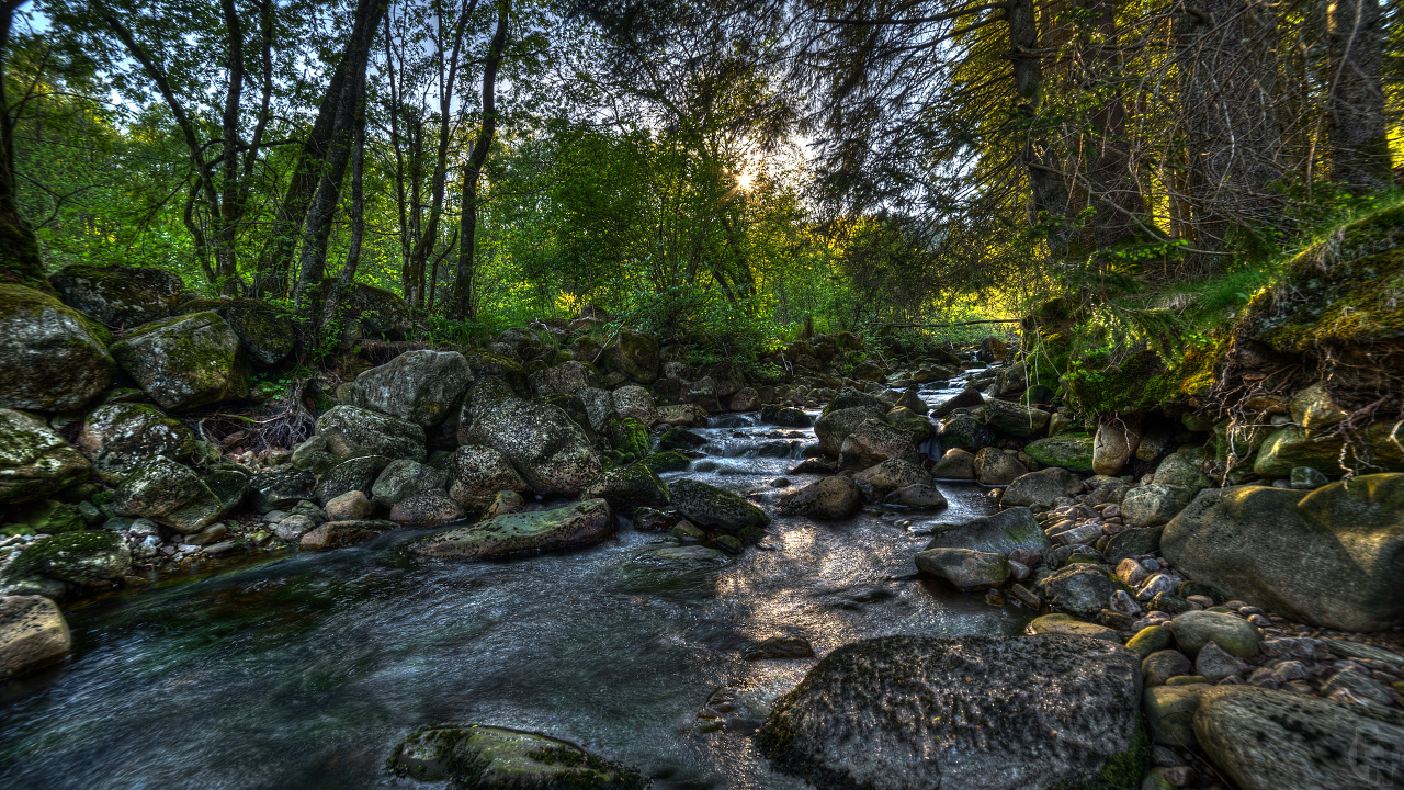 River in The Middle of Forest During Daytime. Wallpaper in 1280x720 Resolution