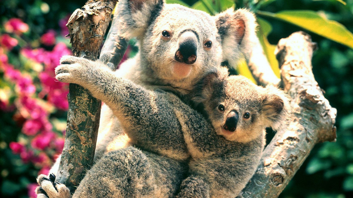 Oso Koala en la Rama de un Árbol Marrón. Wallpaper in 1366x768 Resolution