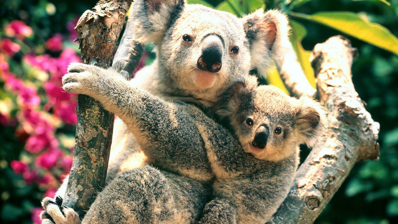 Ours Koala Sur Une Branche D'arbre Brun. Wallpaper in 1280x720 Resolution