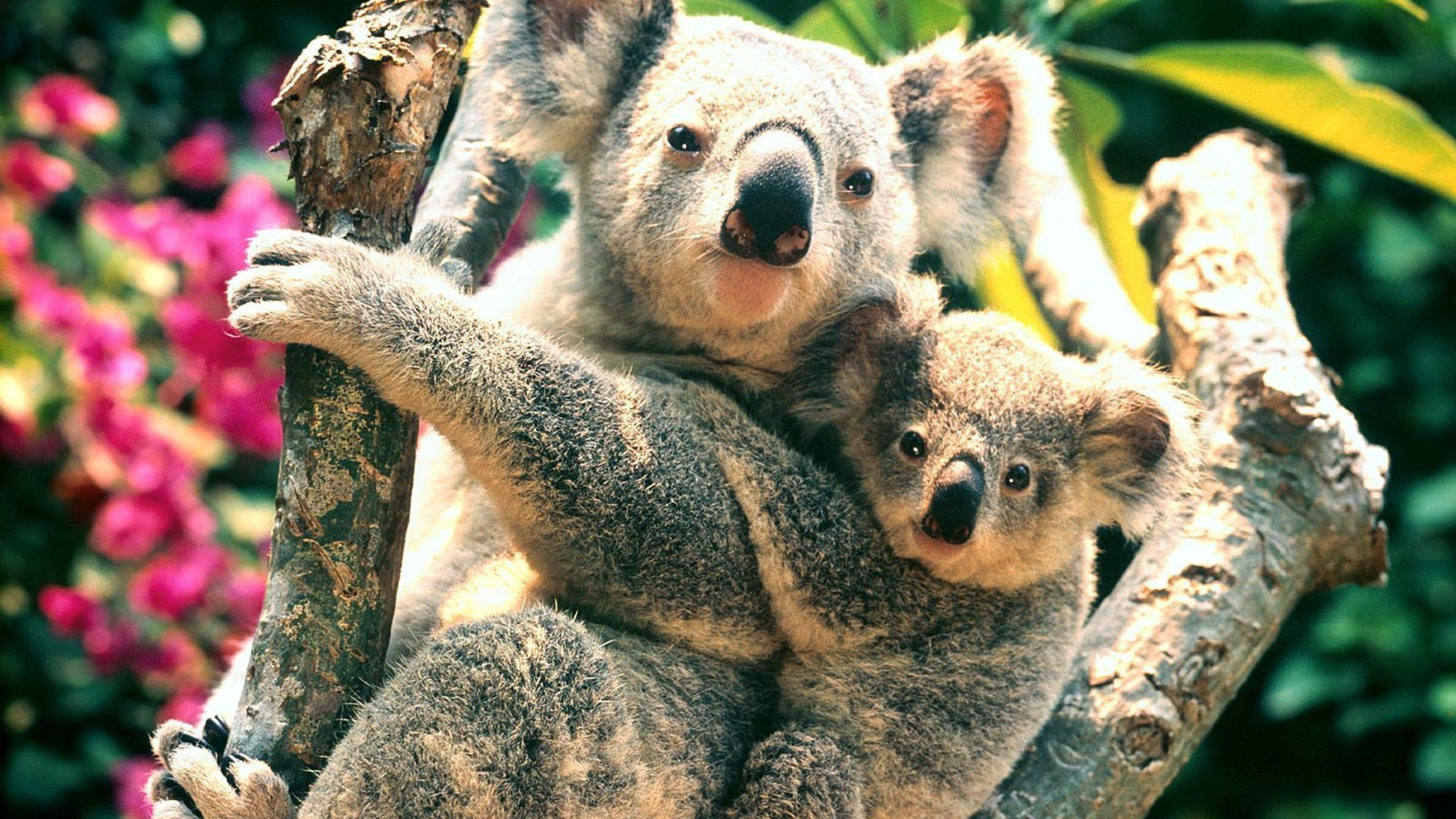 Ours Koala Sur Une Branche D'arbre Brun. Wallpaper in 2560x1440 Resolution