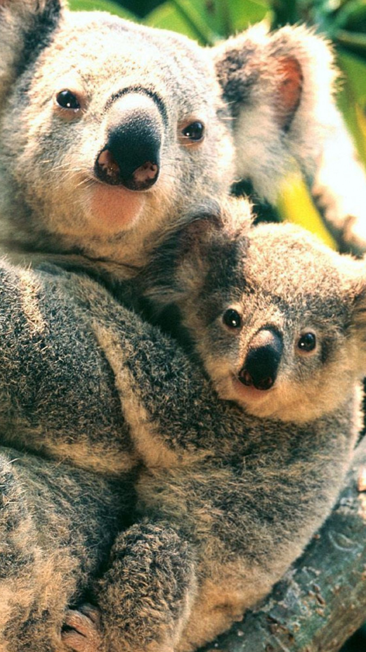 Koala Bear on Brown Tree Branch. Wallpaper in 750x1334 Resolution