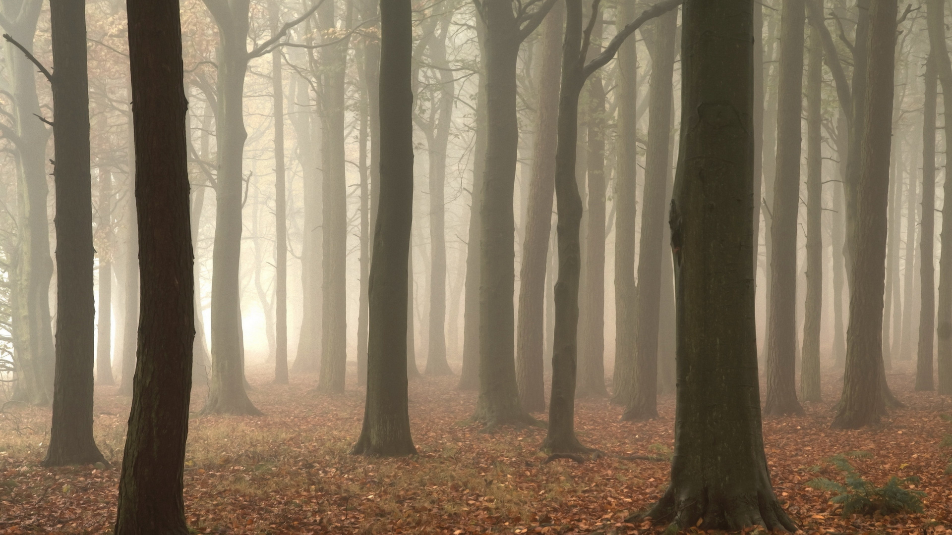 Arbres Bruns Avec Des Feuilles Brunes. Wallpaper in 1920x1080 Resolution