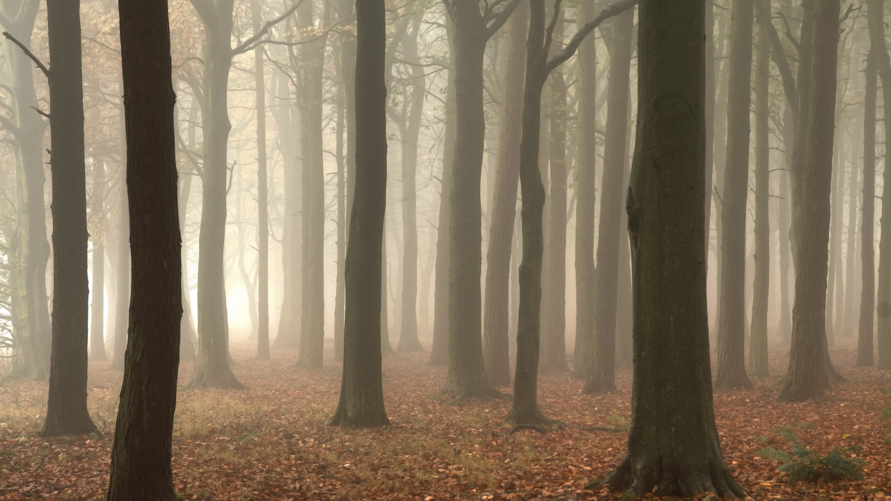 Brown Trees With Brown Leaves. Wallpaper in 1280x720 Resolution