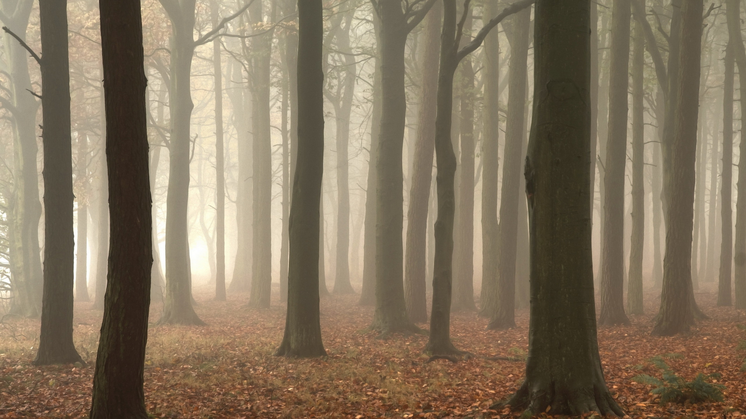 Brown Trees With Brown Leaves. Wallpaper in 2560x1440 Resolution