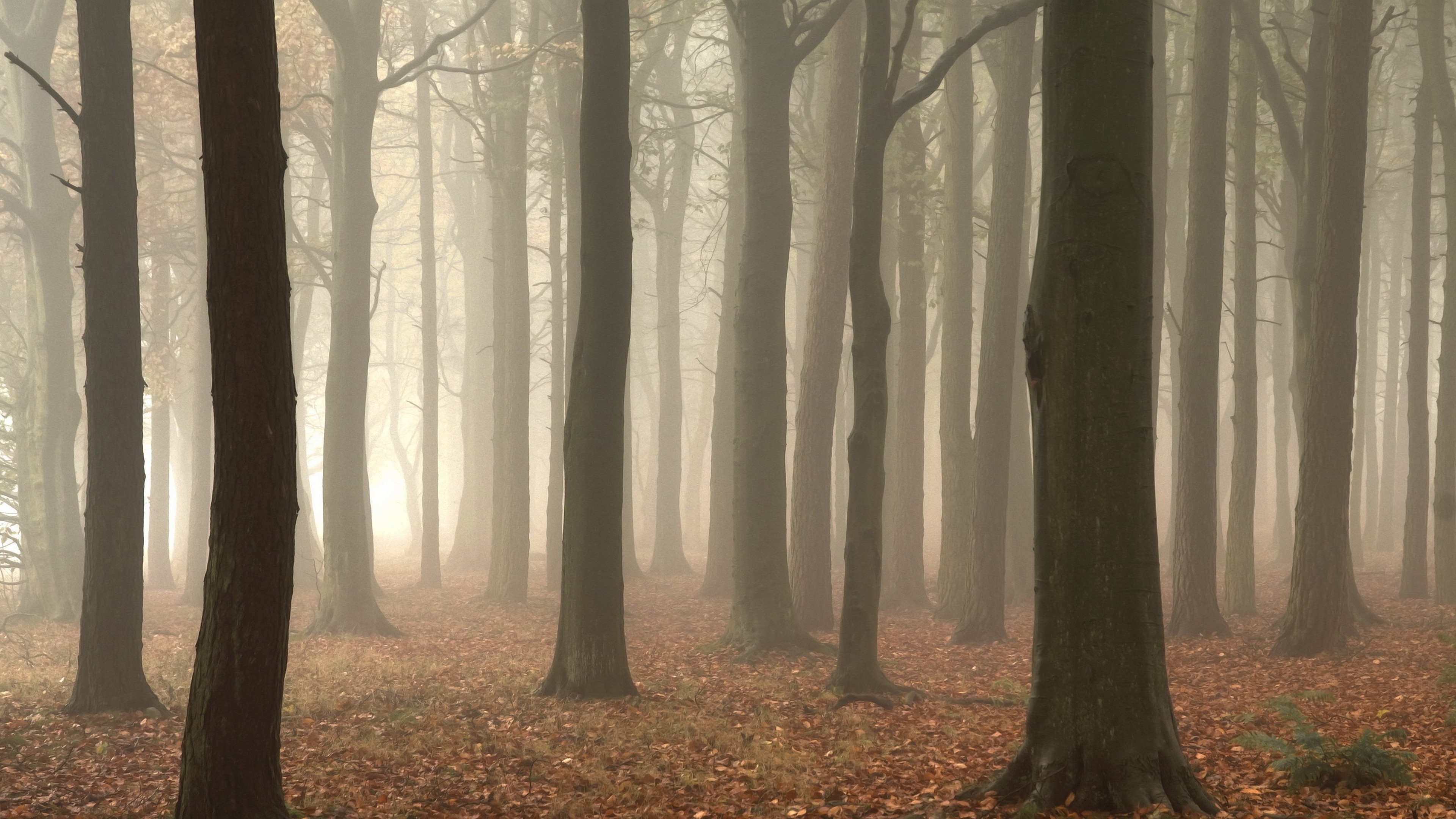 Brown Trees With Brown Leaves. Wallpaper in 3840x2160 Resolution