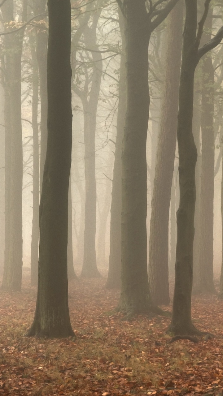 Brown Trees With Brown Leaves. Wallpaper in 720x1280 Resolution
